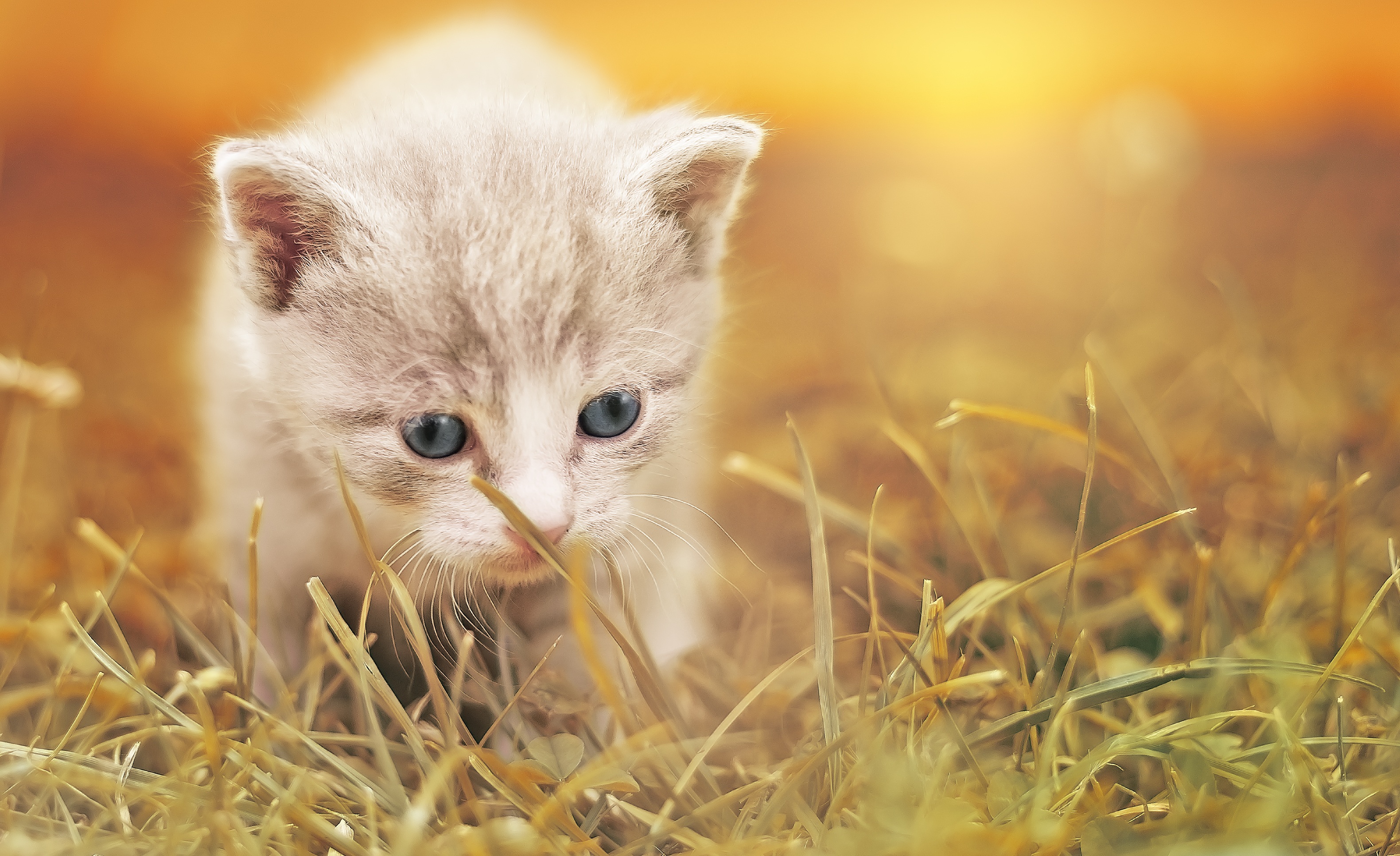 Обои трава, кот, мордочка, усы, кошка, взгляд, котенок, размытость, grass, cat, muzzle, mustache, look, kitty, blur разрешение 3160x1934 Загрузить