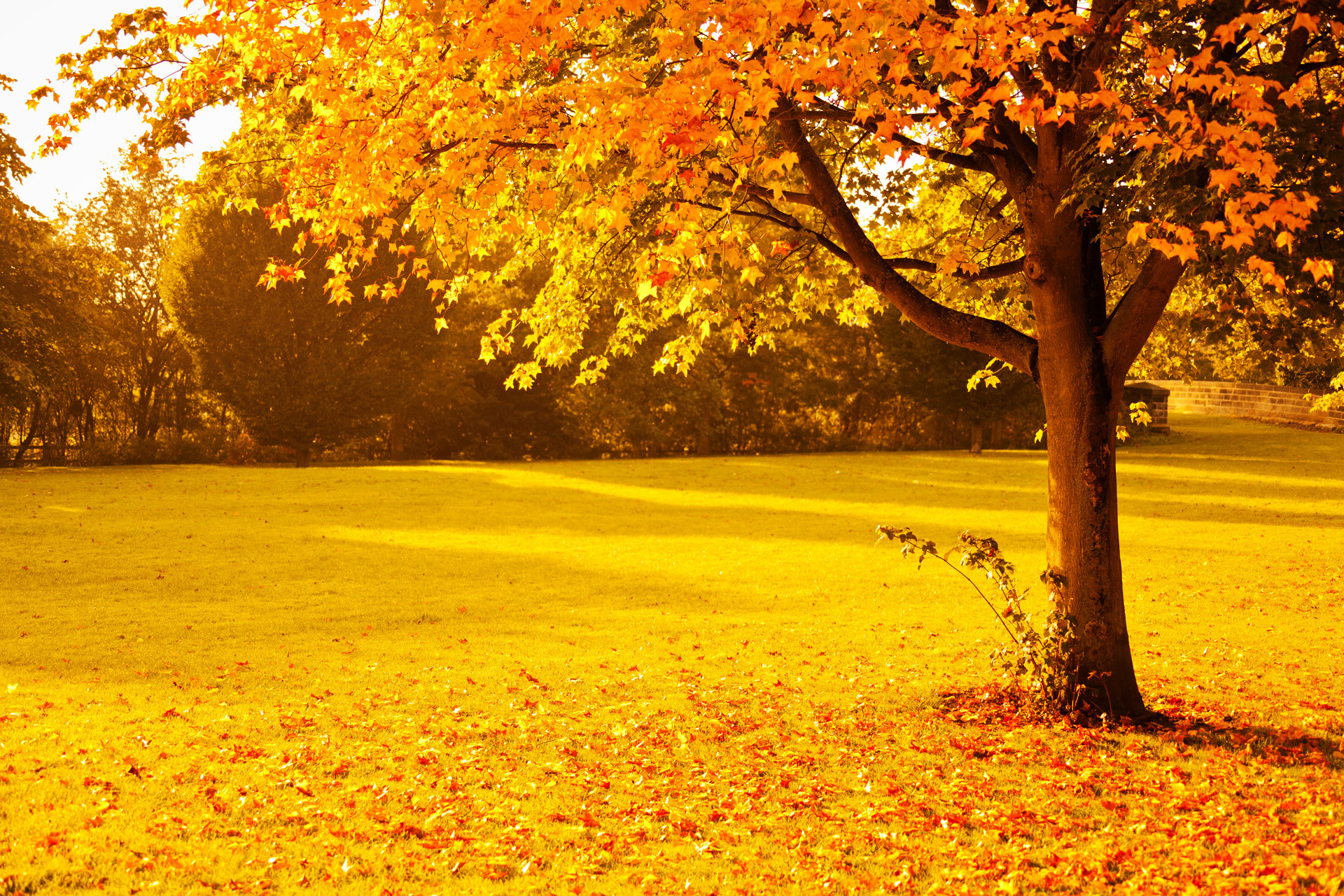 Обои деревья, природа, парк, листва, осень, trees, nature, park, foliage, autumn разрешение 1920x1280 Загрузить