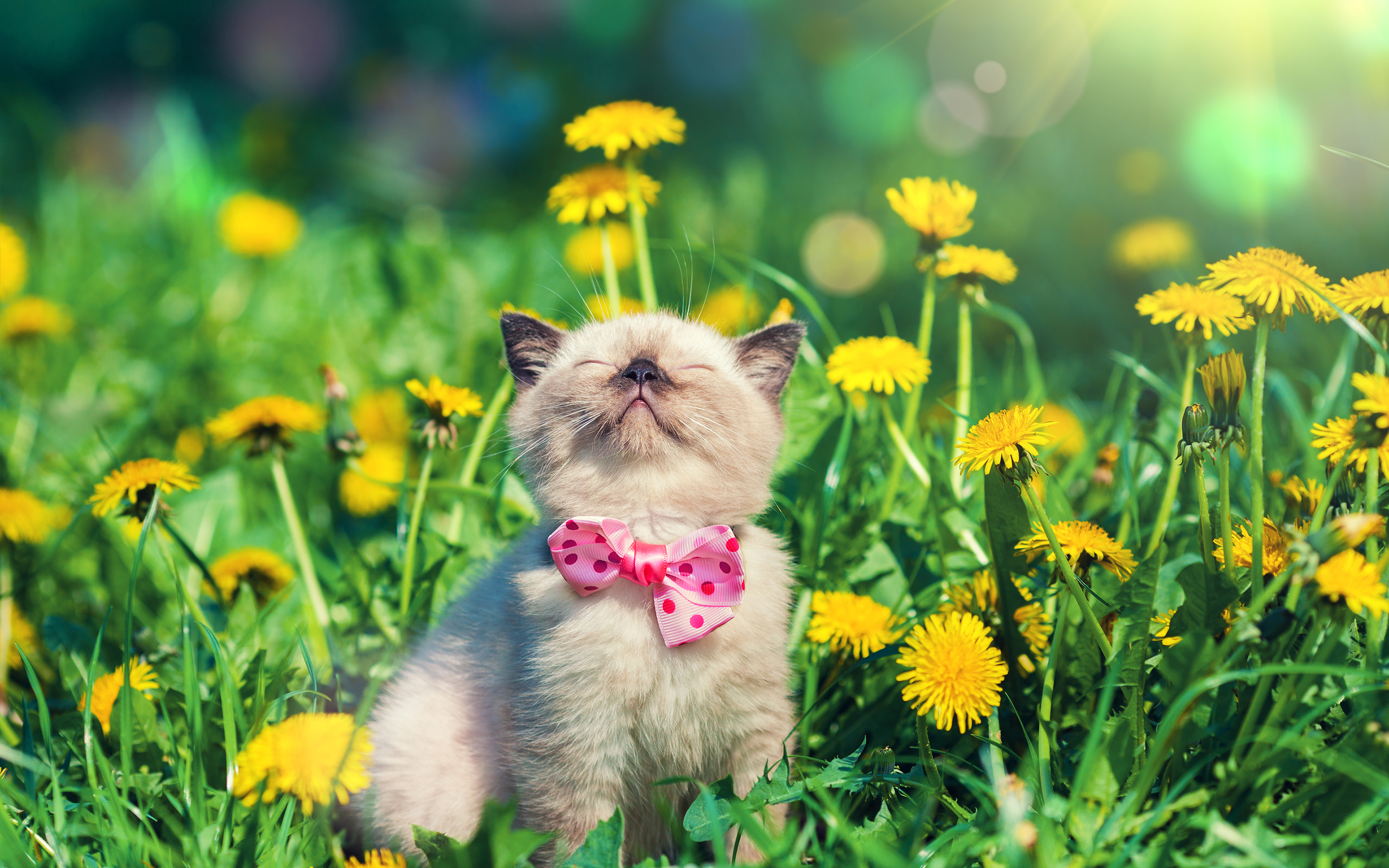 Обои цветы, кот, мордочка, усы, кошка, бабочка, котенок, одуванчики, flowers, cat, muzzle, mustache, butterfly, kitty, dandelions разрешение 2880x1800 Загрузить