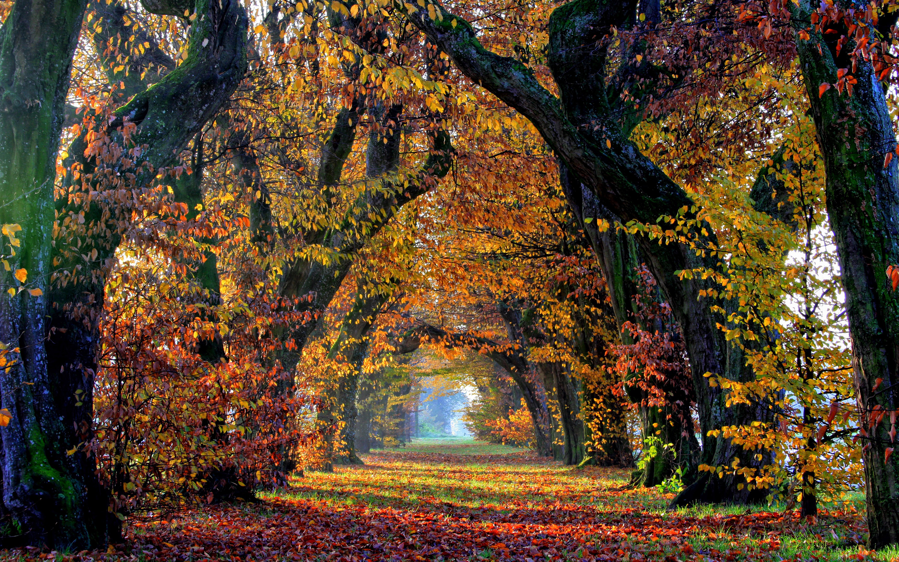 Обои деревья, природа, листья, парк, осень, аллея, trees, nature, leaves, park, autumn, alley разрешение 2880x1800 Загрузить