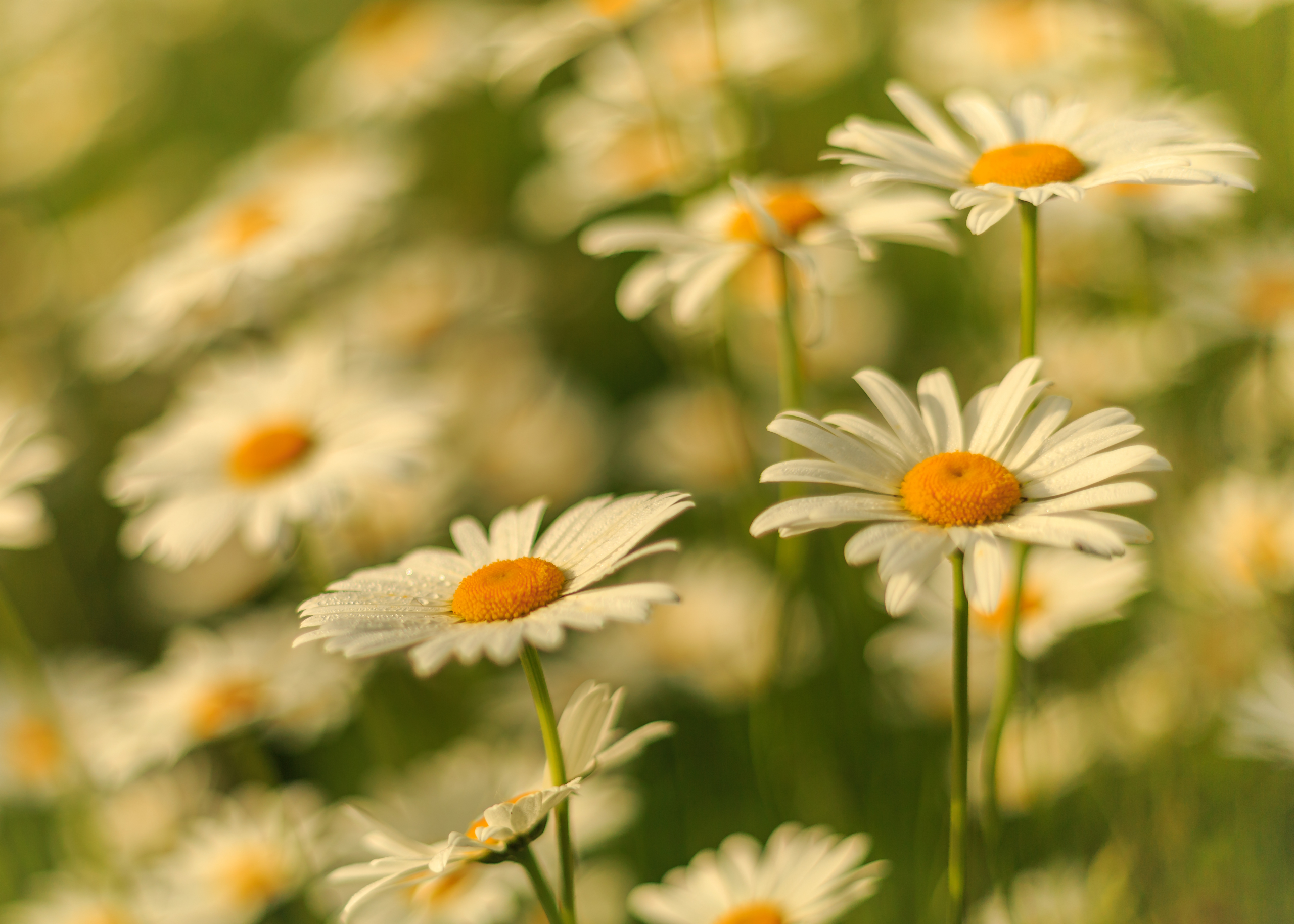 Обои цветы, лепестки, размытость, ромашки, белые, стебли, flowers, petals, blur, chamomile, white, stems разрешение 2560x1828 Загрузить