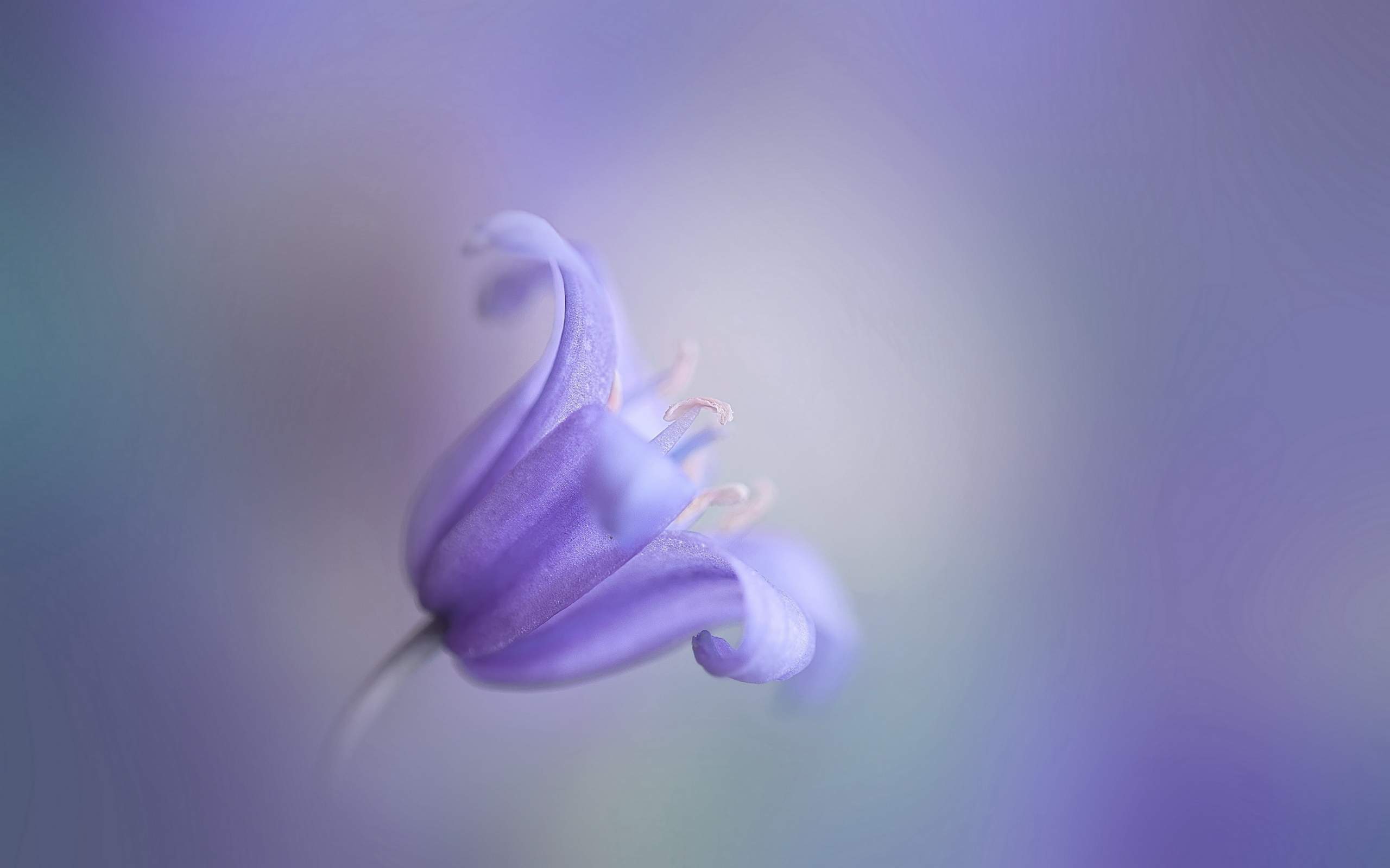 Обои макро, цветок, размытость, колокольчик, macro, flower, blur, bell разрешение 2560x1600 Загрузить