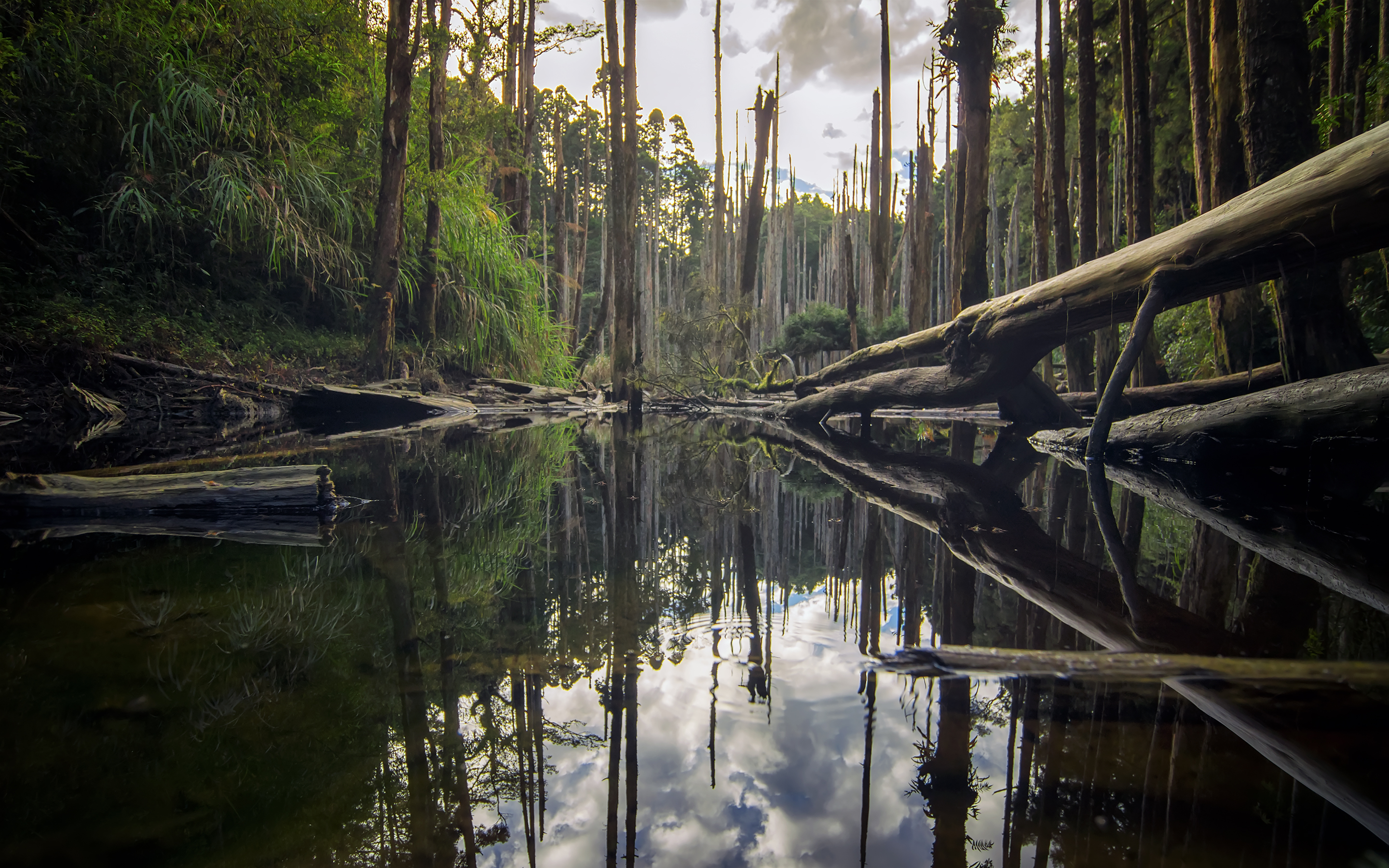 Обои деревья, река, природа, лес, отражение, стволы, бревна, roy_chang, trees, river, nature, forest, reflection, trunks, logs разрешение 2880x1800 Загрузить