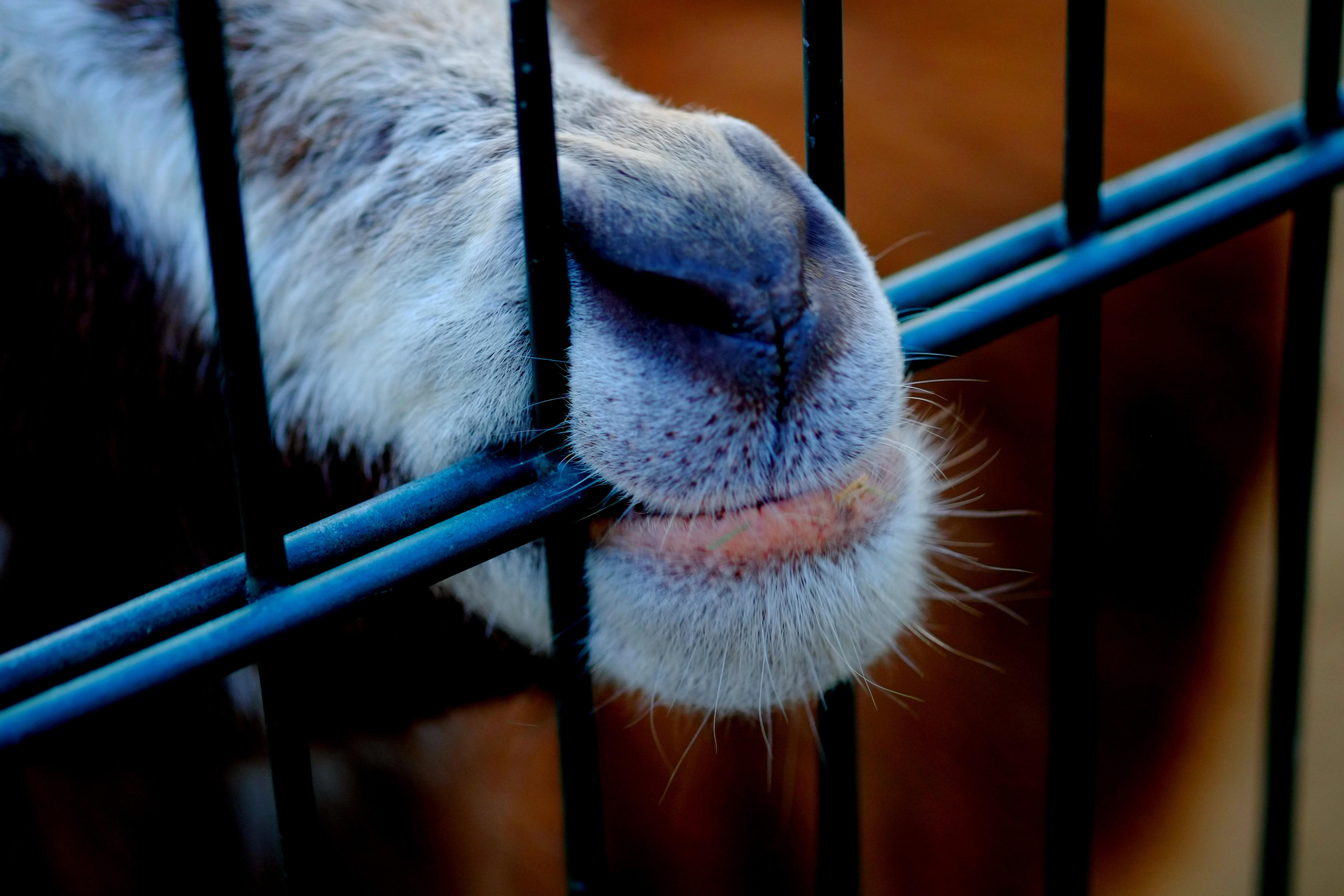 Обои животное, нос, клетка, пасть, козел, animal, nose, cell, mouth, goat разрешение 4896x3264 Загрузить