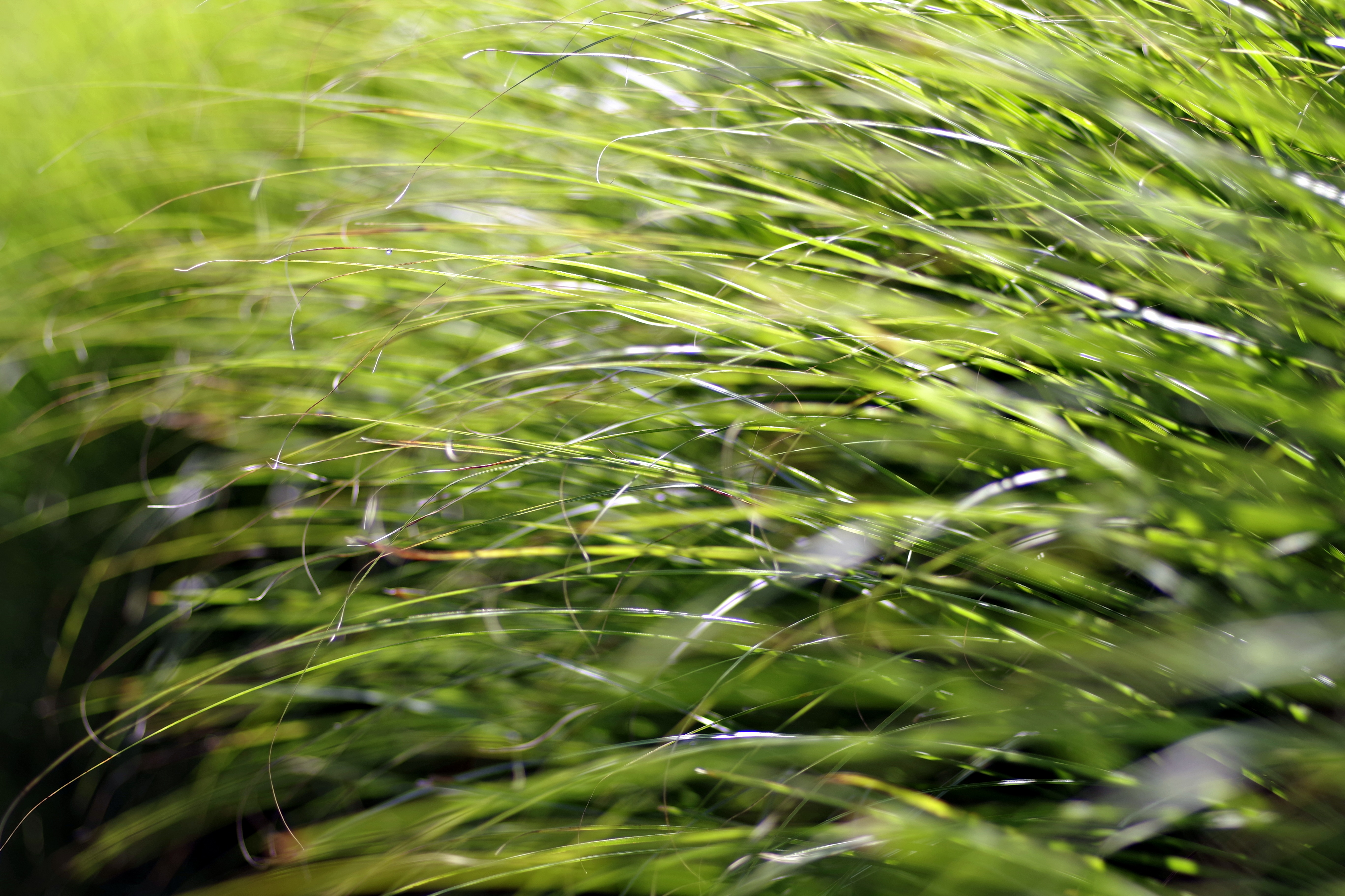 Обои трава, природа, макро, крупным планом, grass, nature, macro, closeup разрешение 5472x3648 Загрузить