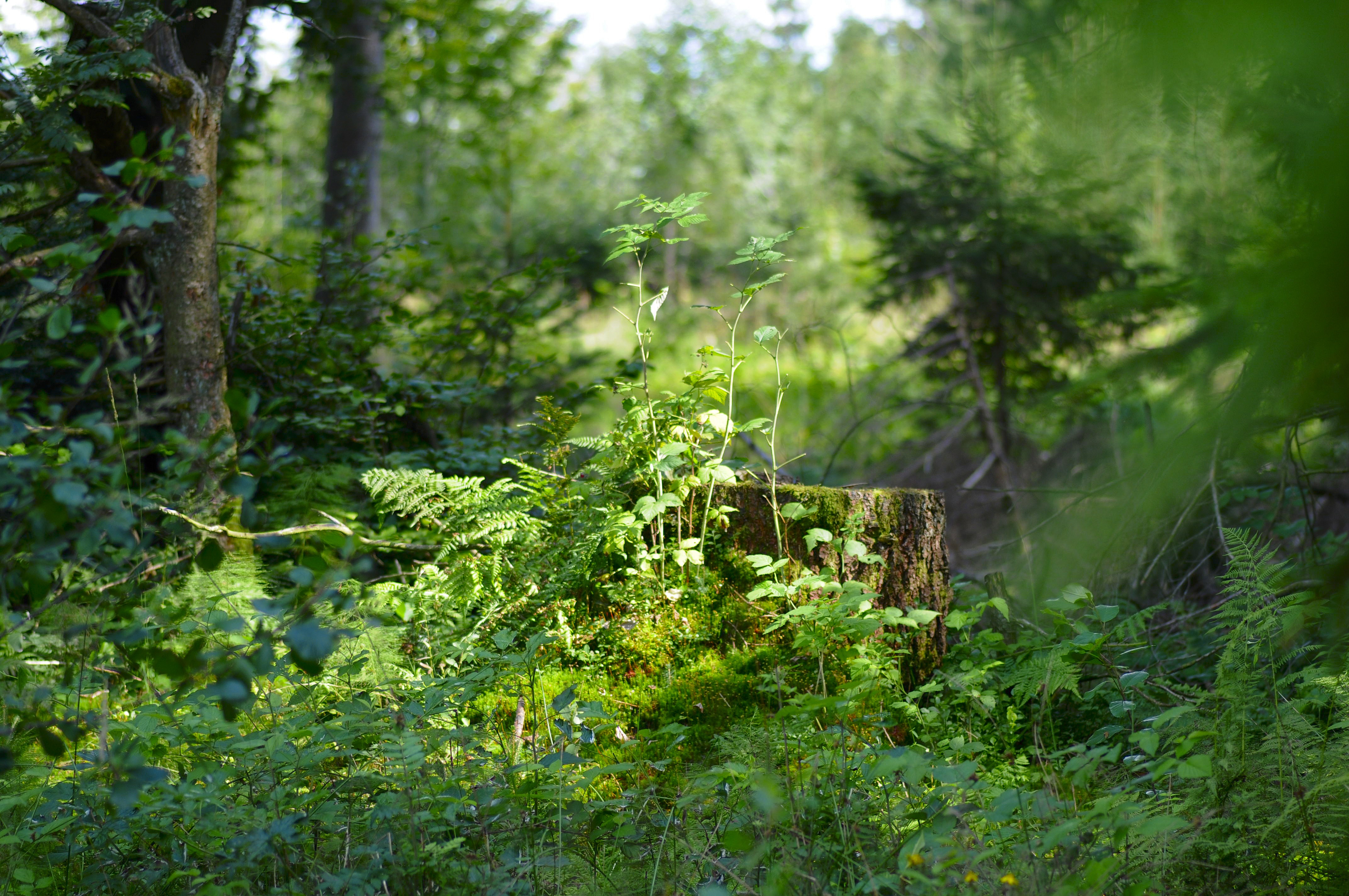 Обои трава, деревья, природа, растения, лес, пень, солнечный свет, grass, trees, nature, plants, forest, stump, sunlight разрешение 4288x2848 Загрузить