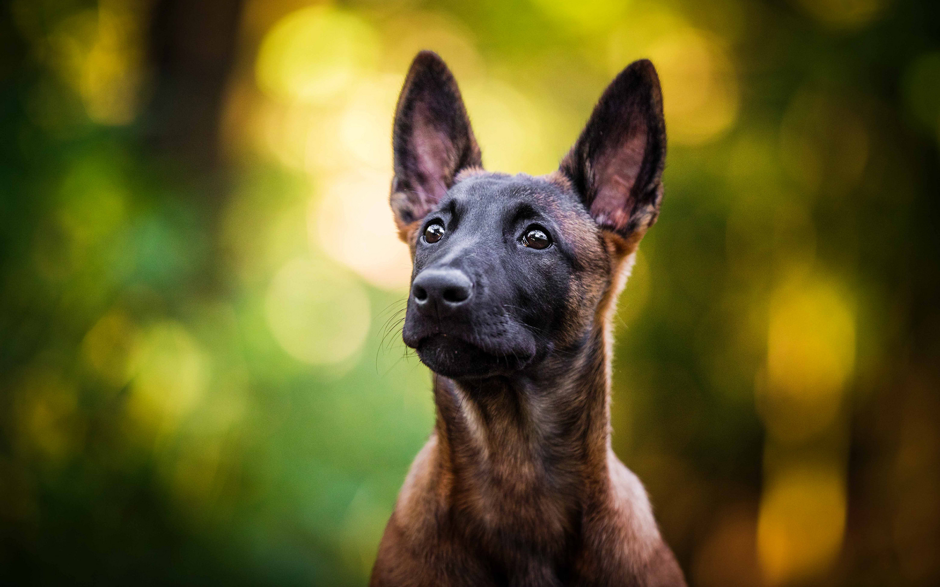 Обои взгляд, собака, щенок, малинуа, бельгийская овчарка, look, dog, puppy, malinois, belgian shepherd разрешение 1920x1200 Загрузить