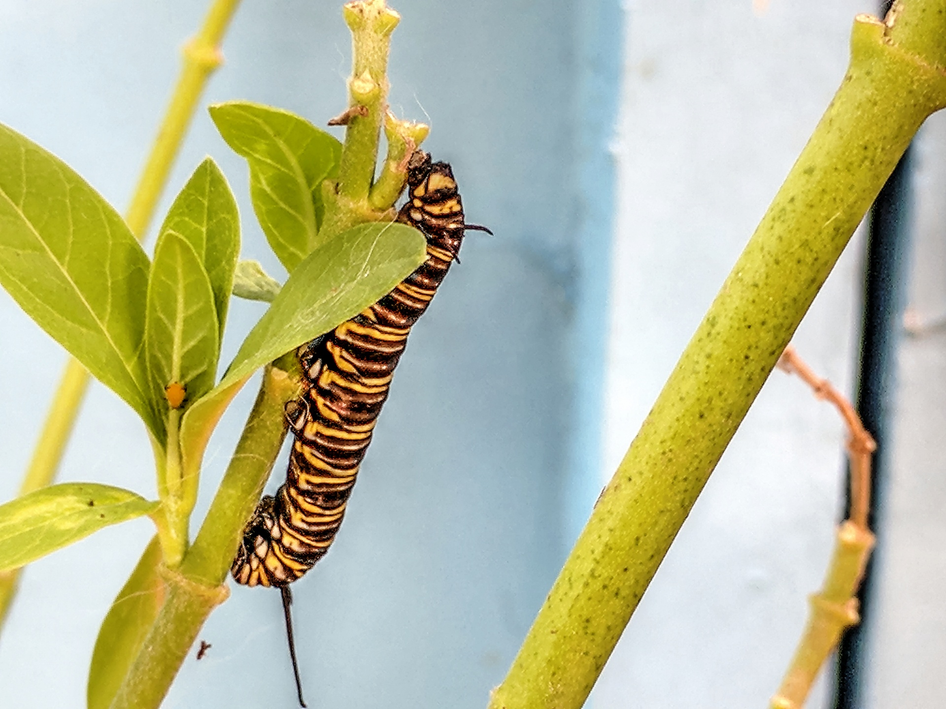 Обои растения, листья, макро, стебли, гусеница, plants, leaves, macro, stems, caterpillar разрешение 1920x1440 Загрузить