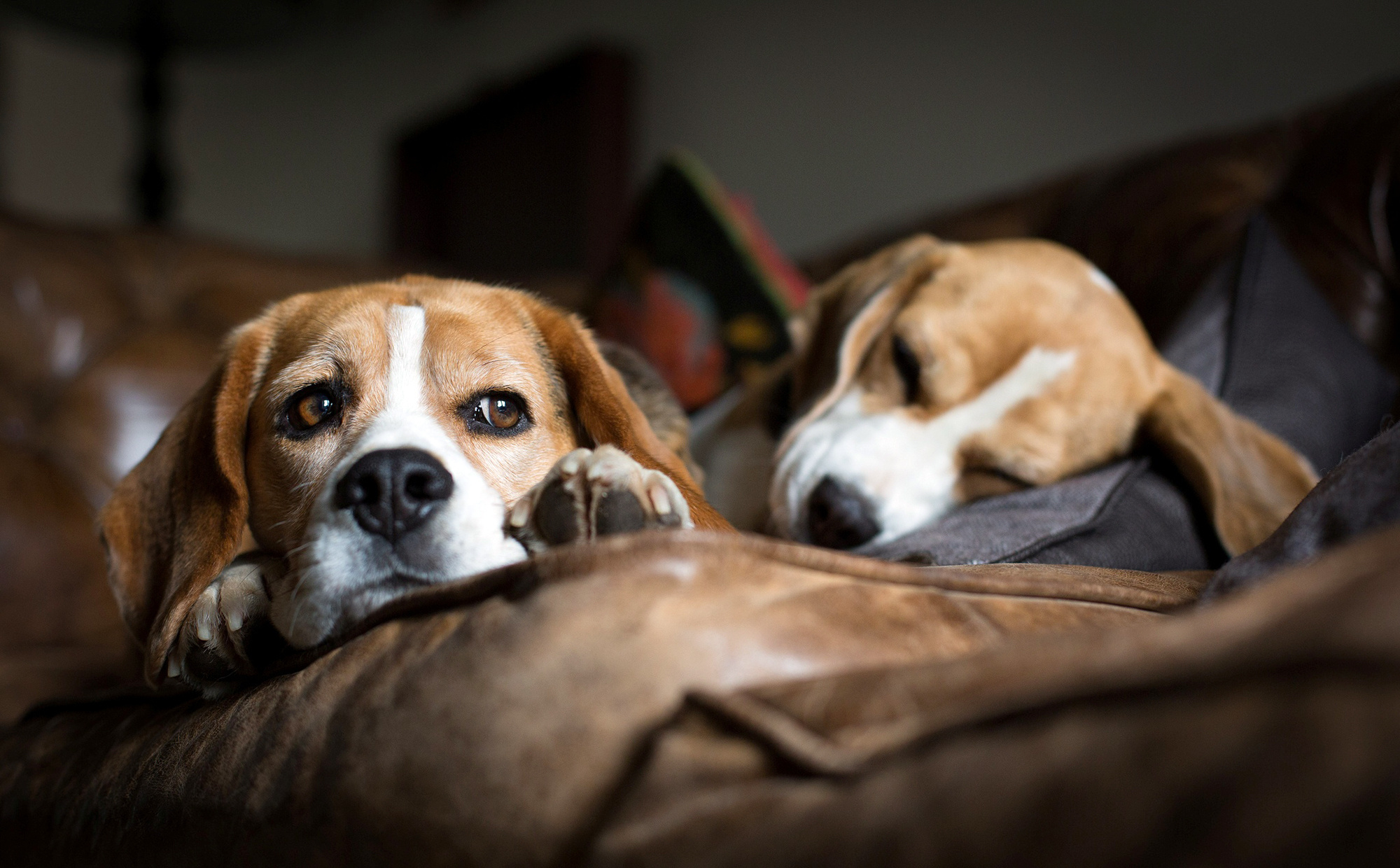 Обои мордочка, взгляд, сон, диван, лежат, собаки, бигль, muzzle, look, sleep, sofa, lie, dogs, beagle разрешение 2000x1240 Загрузить