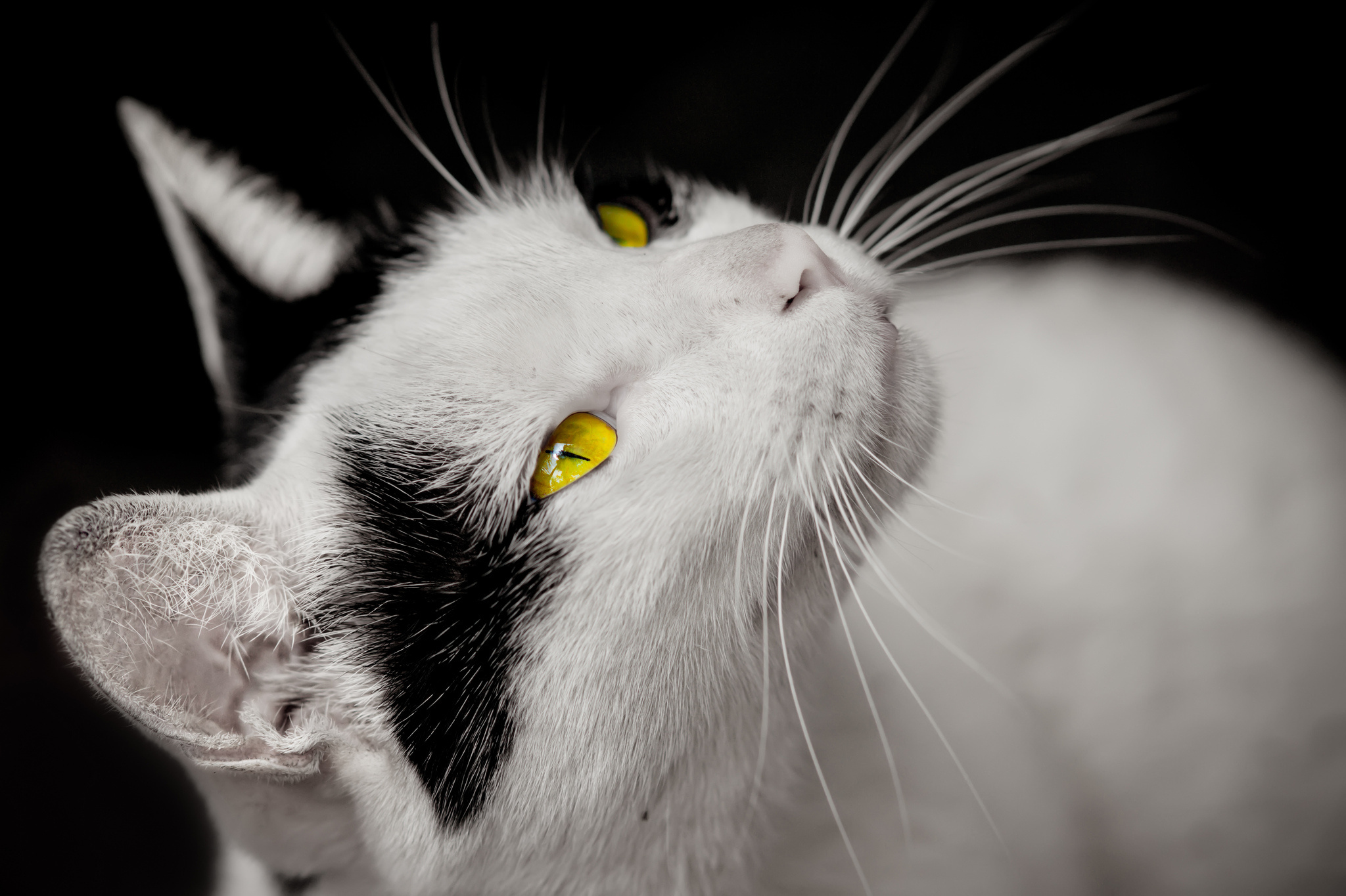 Обои кот, мордочка, усы, кошка, взгляд, черный фон, желтые глаза, cat, muzzle, mustache, look, black background, yellow eyes разрешение 2048x1365 Загрузить