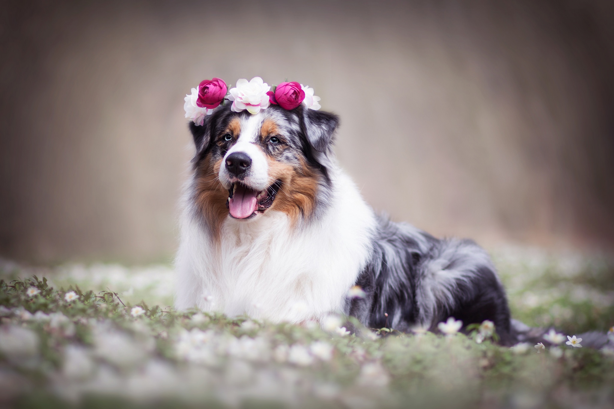 Обои цветы, собака, венок, боке, австралийская овчарка, аусси, flowers, dog, wreath, bokeh, australian shepherd, aussie разрешение 2048x1365 Загрузить