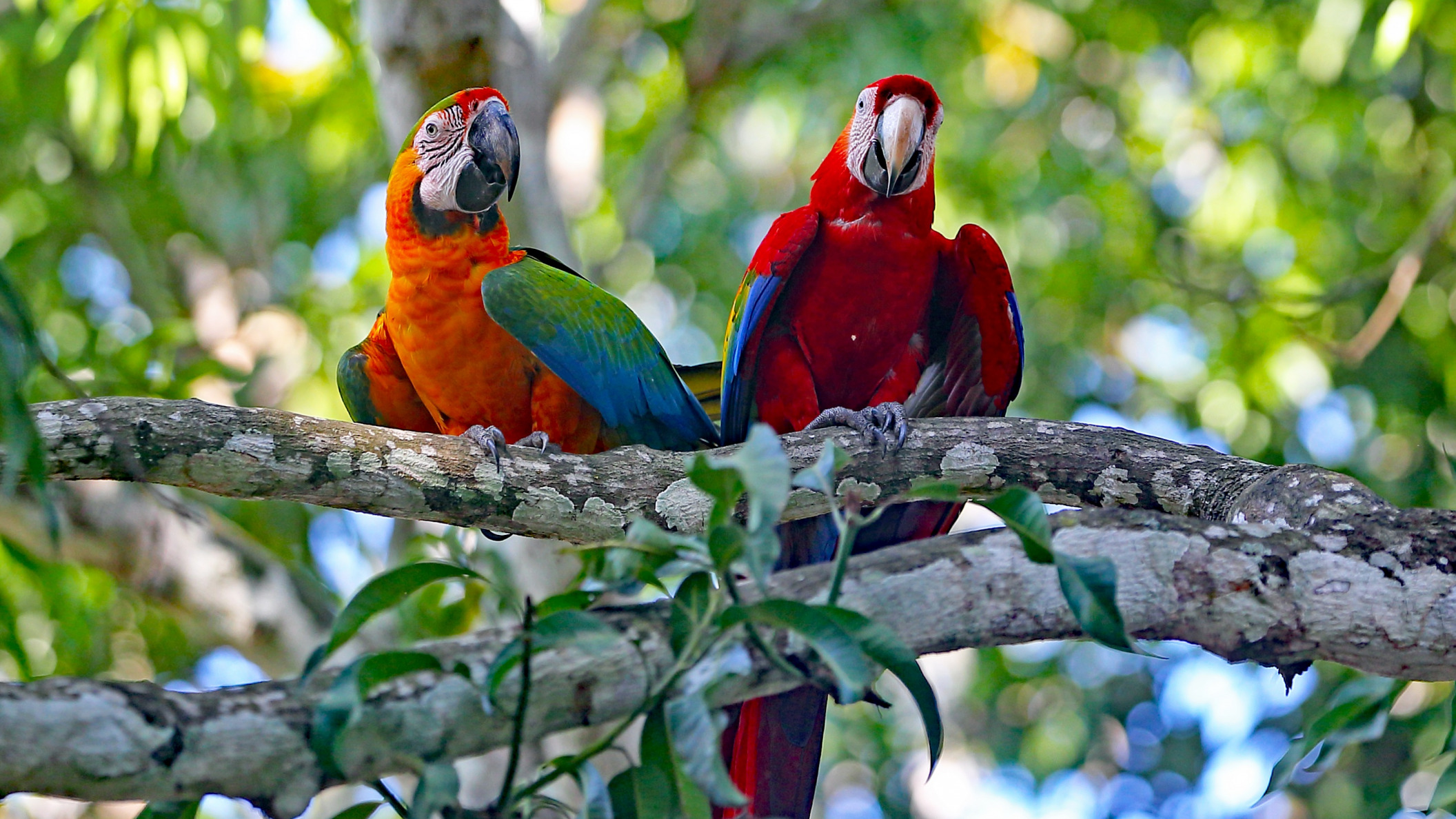 Обои дерево, птицы, клюв, пара, перья, ара, попугаи, tree, birds, beak, pair, feathers, ara, parrots разрешение 2112x1188 Загрузить