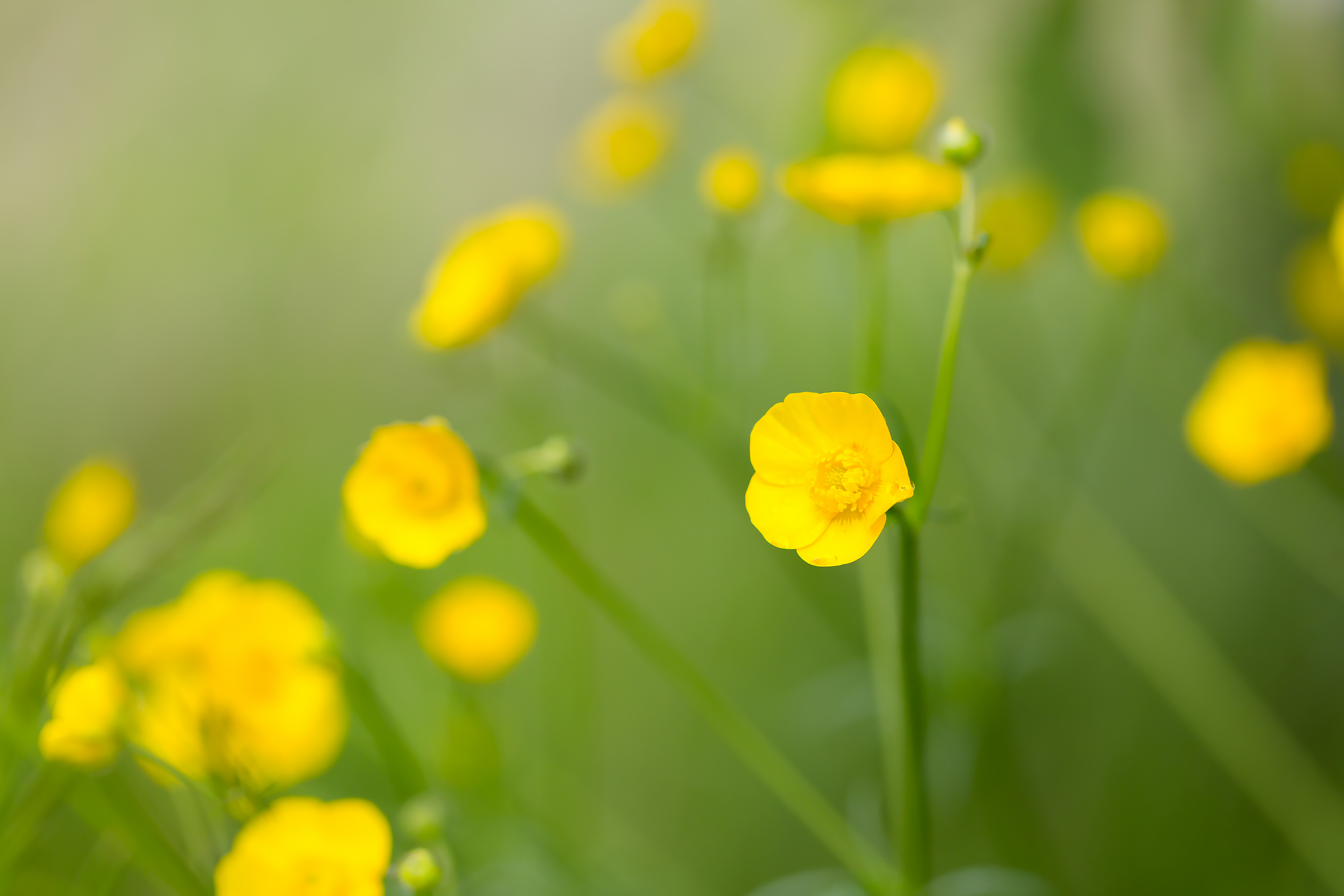 Обои цветы, полевые цветы, желтый цветок, лютик едкий, flowers, wildflowers, yellow flower, acrid buttercup разрешение 2208x1472 Загрузить