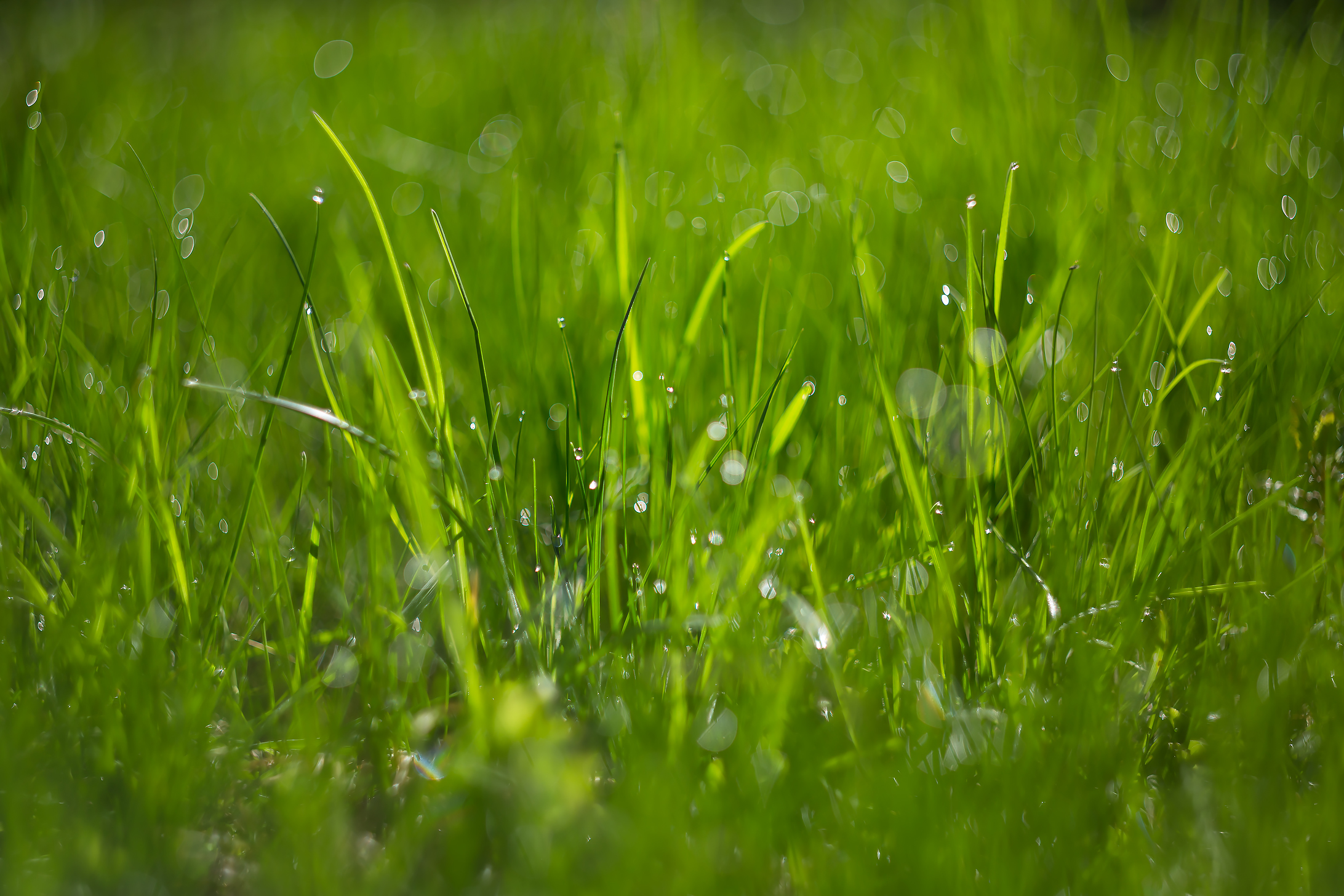 Обои трава, макро, боке, капли росы, grass, macro, bokeh, dew drops разрешение 2184x1456 Загрузить