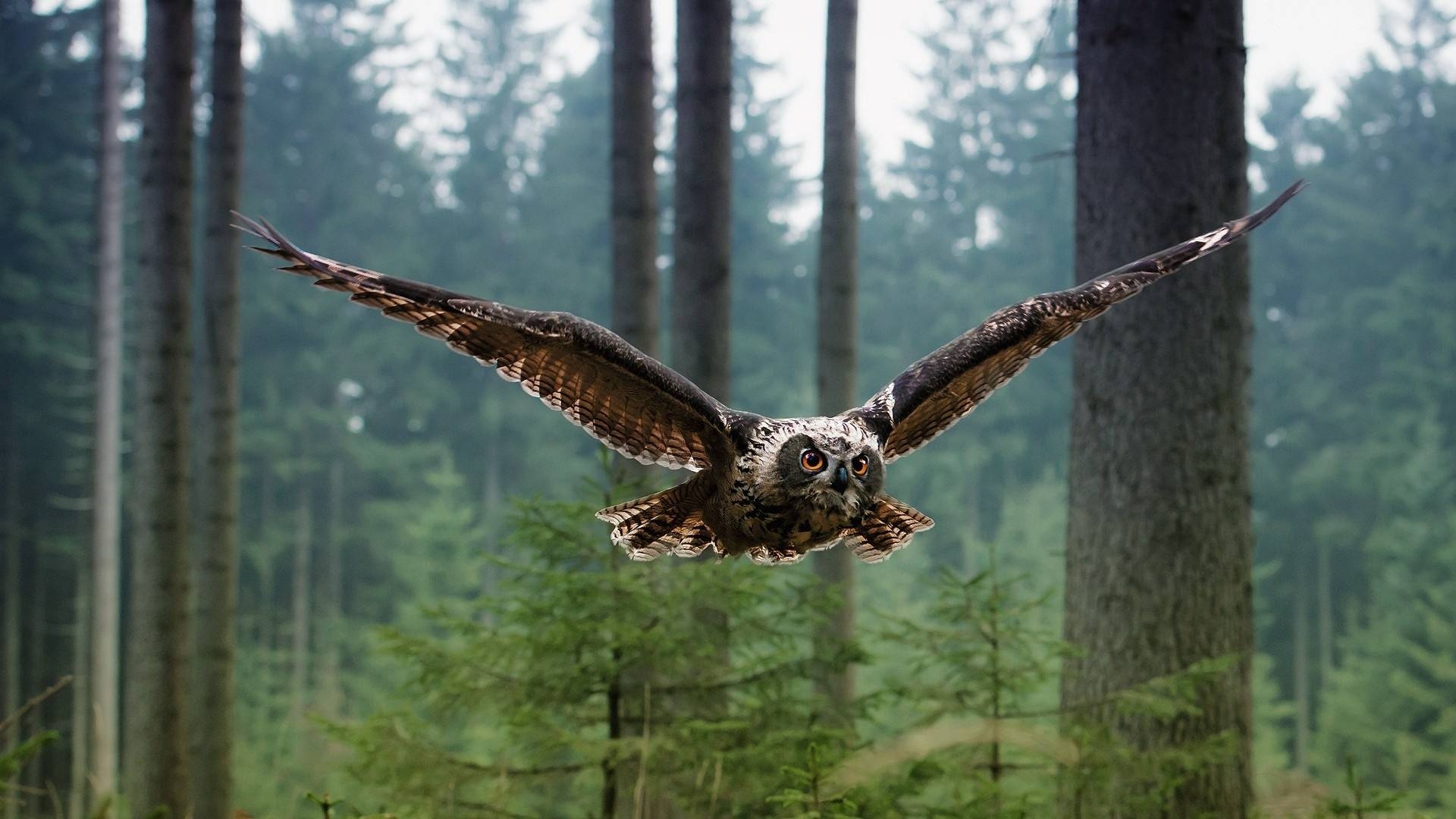 Обои сова, лес, полет, птица, owl, forest, flight, bird разрешение 1920x1080 Загрузить