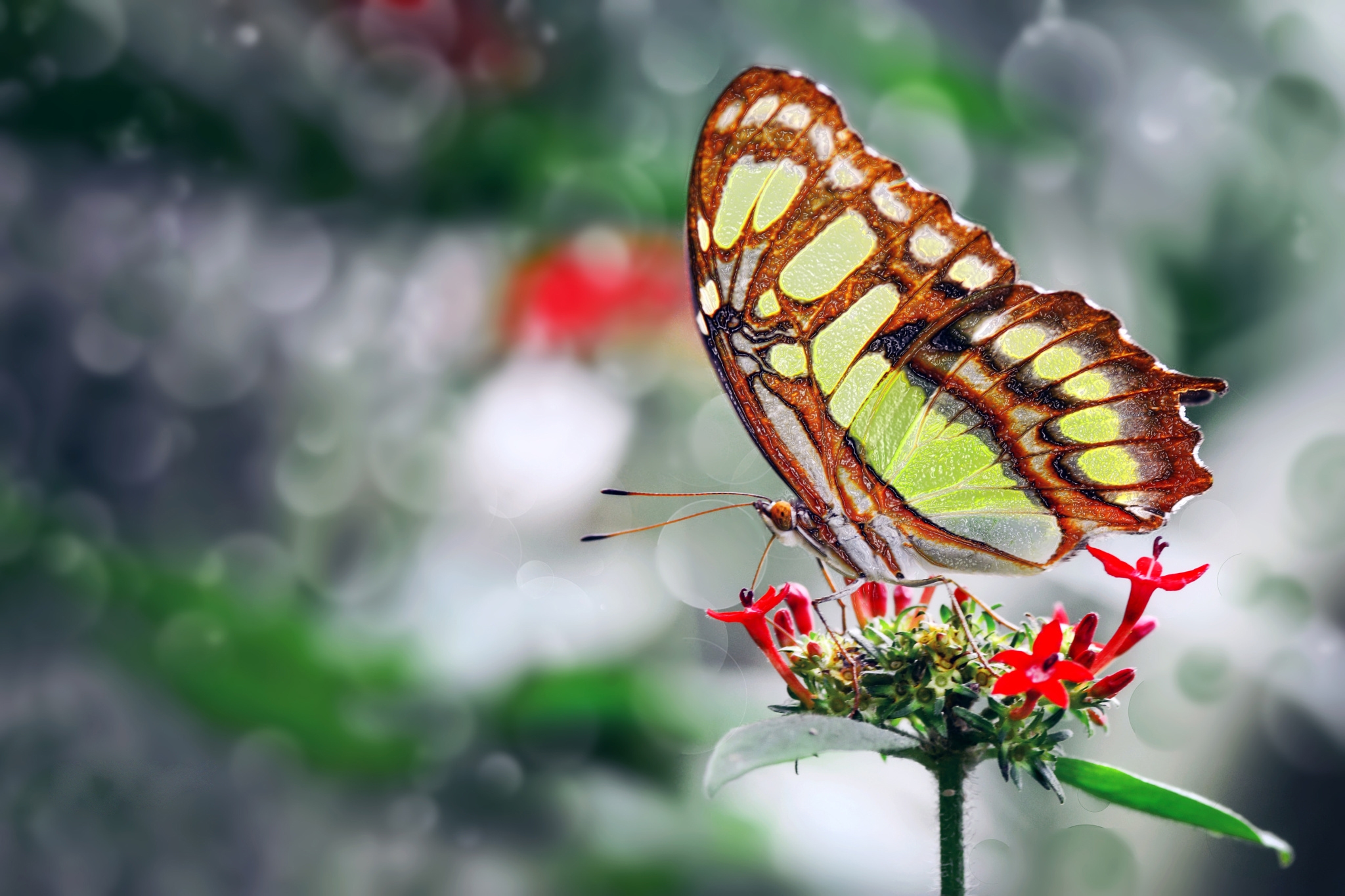 Обои фото, цветок, бабочка, крылья, красивая, ozturk mustafa, photo, flower, butterfly, wings, beautiful, mustafa ozturk разрешение 2048x1365 Загрузить