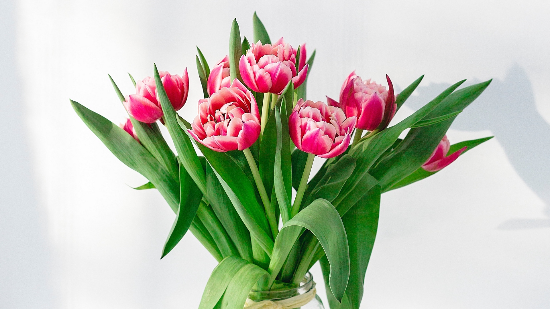 Обои тюльпаны, tulips разрешение 1920x1080 Загрузить