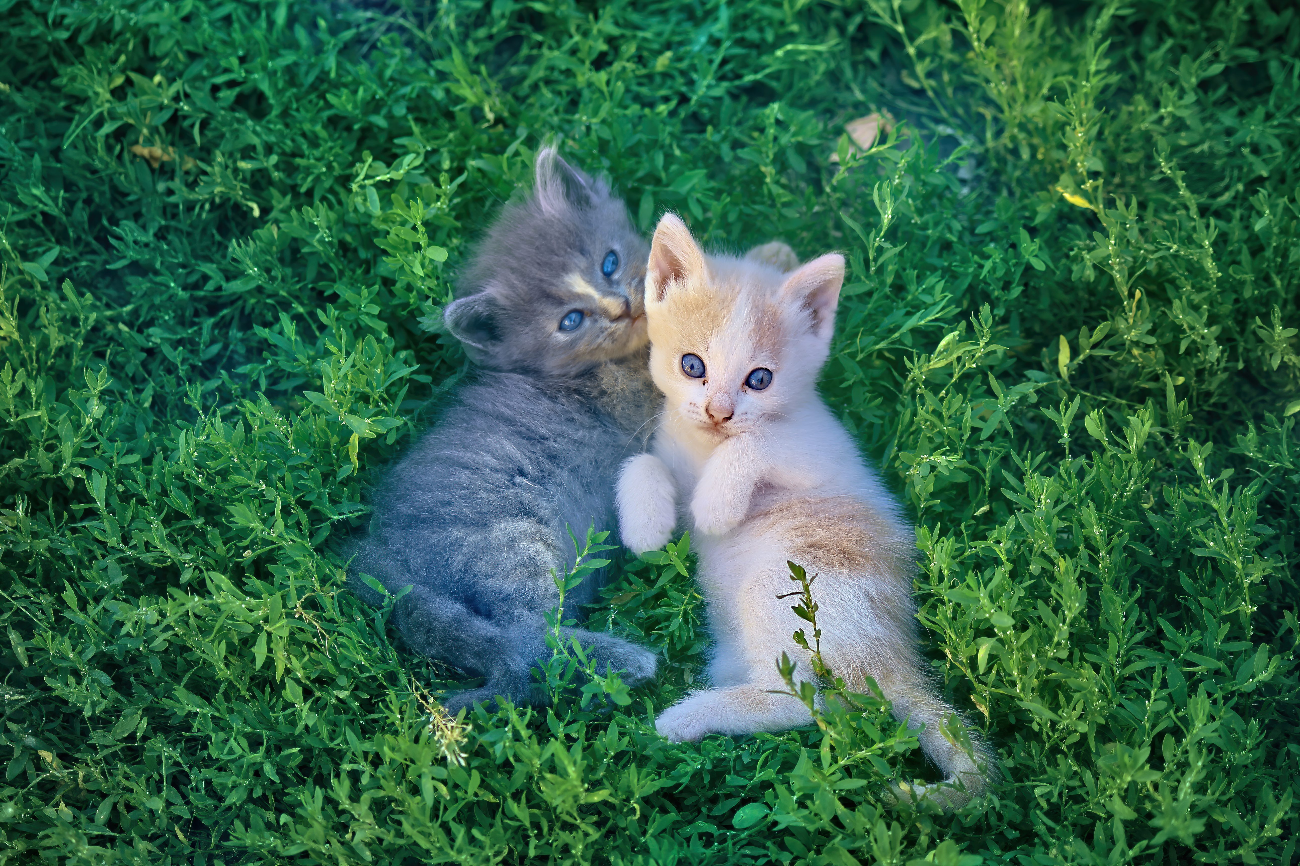 Обои трава, мордочка, взгляд, коты, кошки, котята, grass, muzzle, look, cats, kittens разрешение 5184x3456 Загрузить