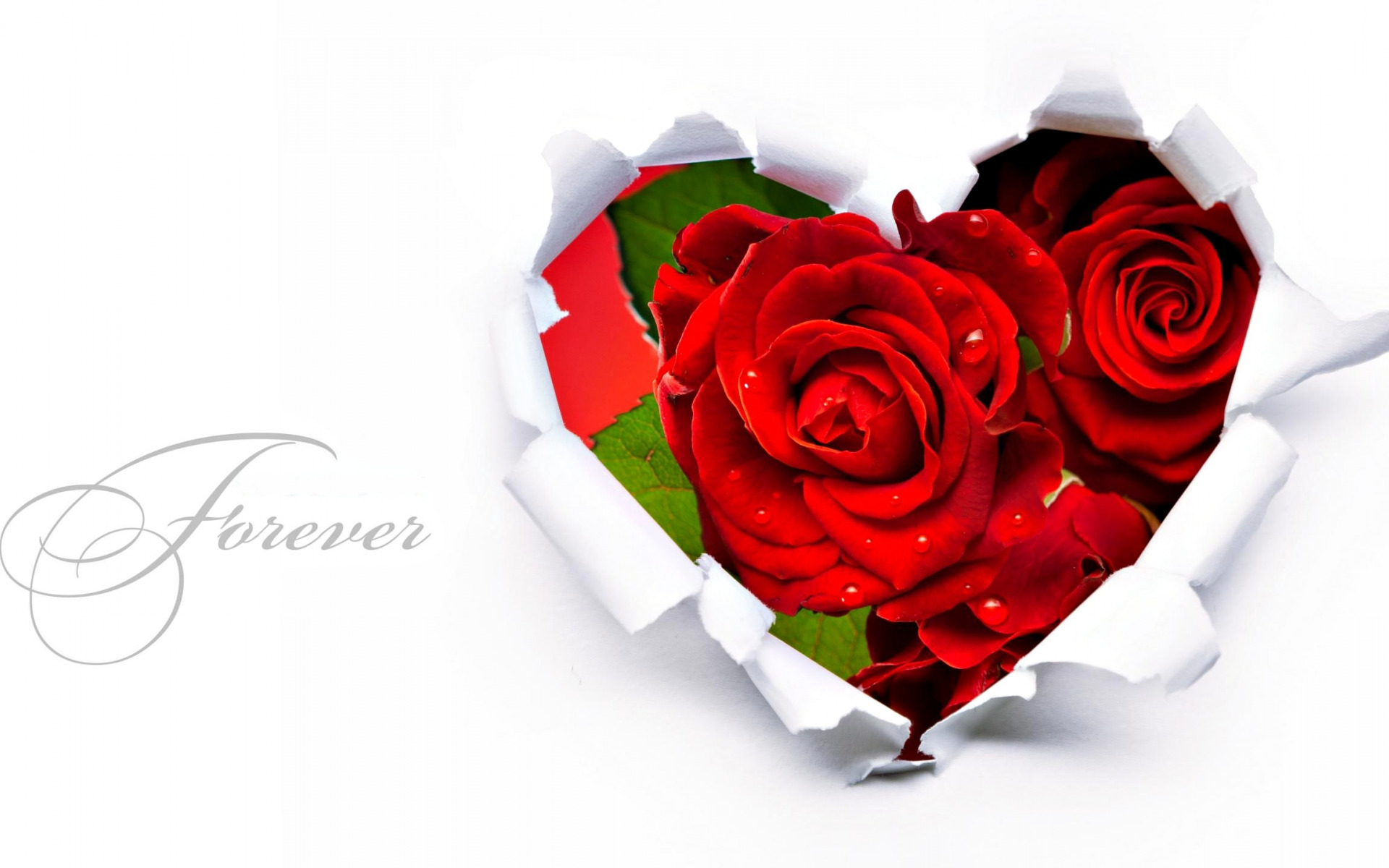 Обои цветок, роза, сердце, романтика, подарок, flower, rose, heart, romance, gift разрешение 1920x1200 Загрузить