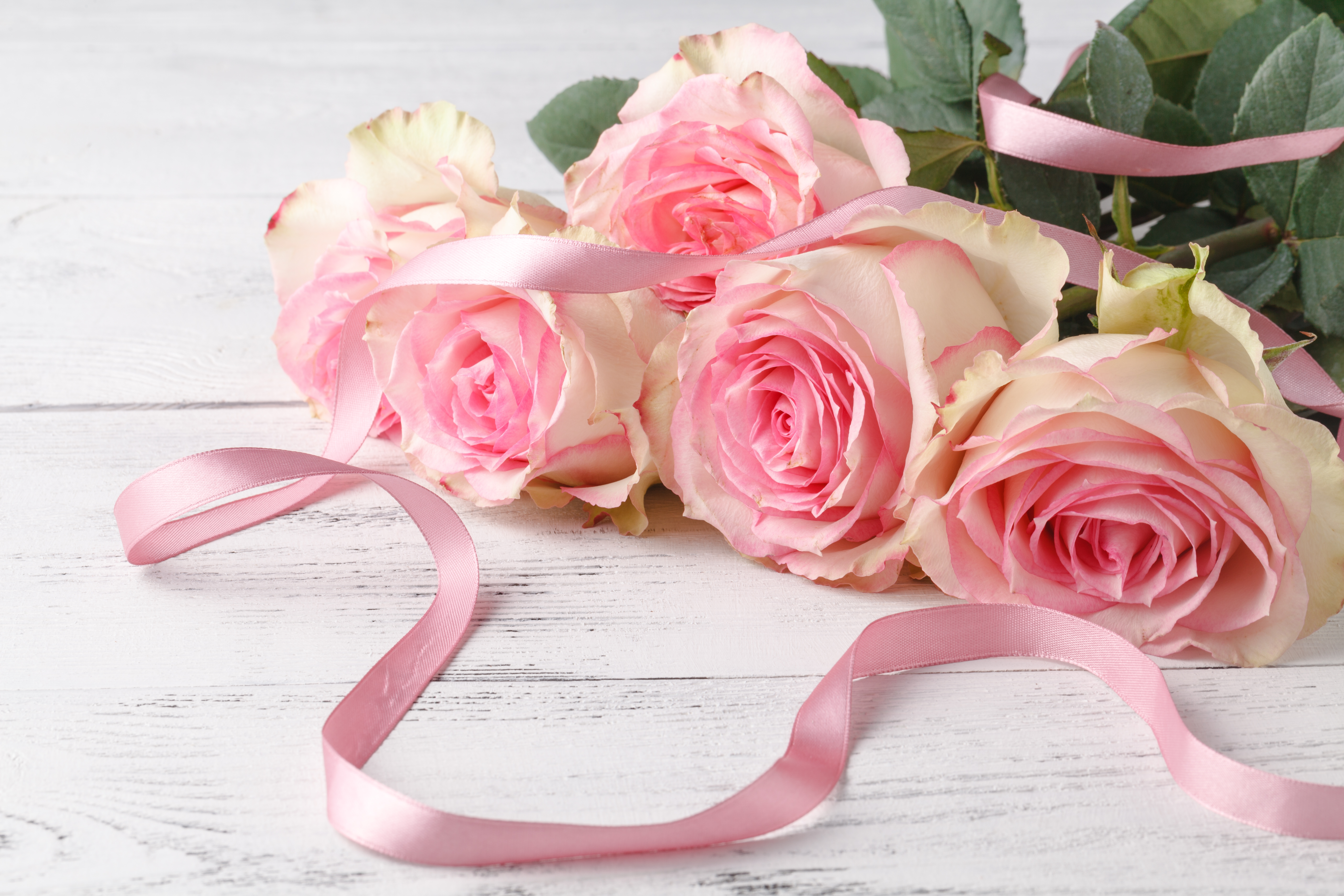 Обои цветы, бутоны, розы, лепестки, розовые, лента, flowers, buds, roses, petals, pink, tape разрешение 5616x3744 Загрузить