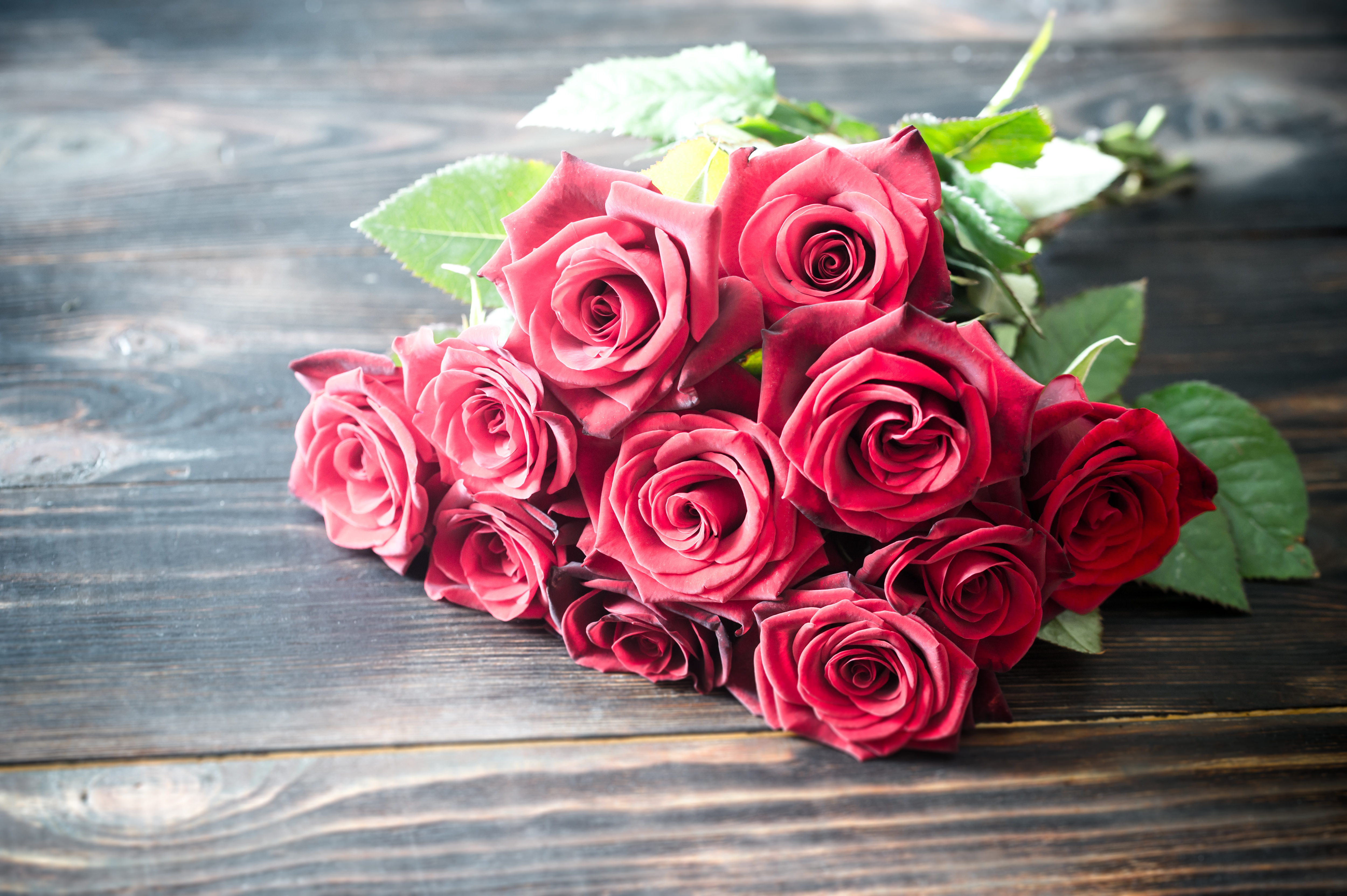 Обои цветы, розы, букет, flowers, roses, bouquet разрешение 5000x3325 Загрузить