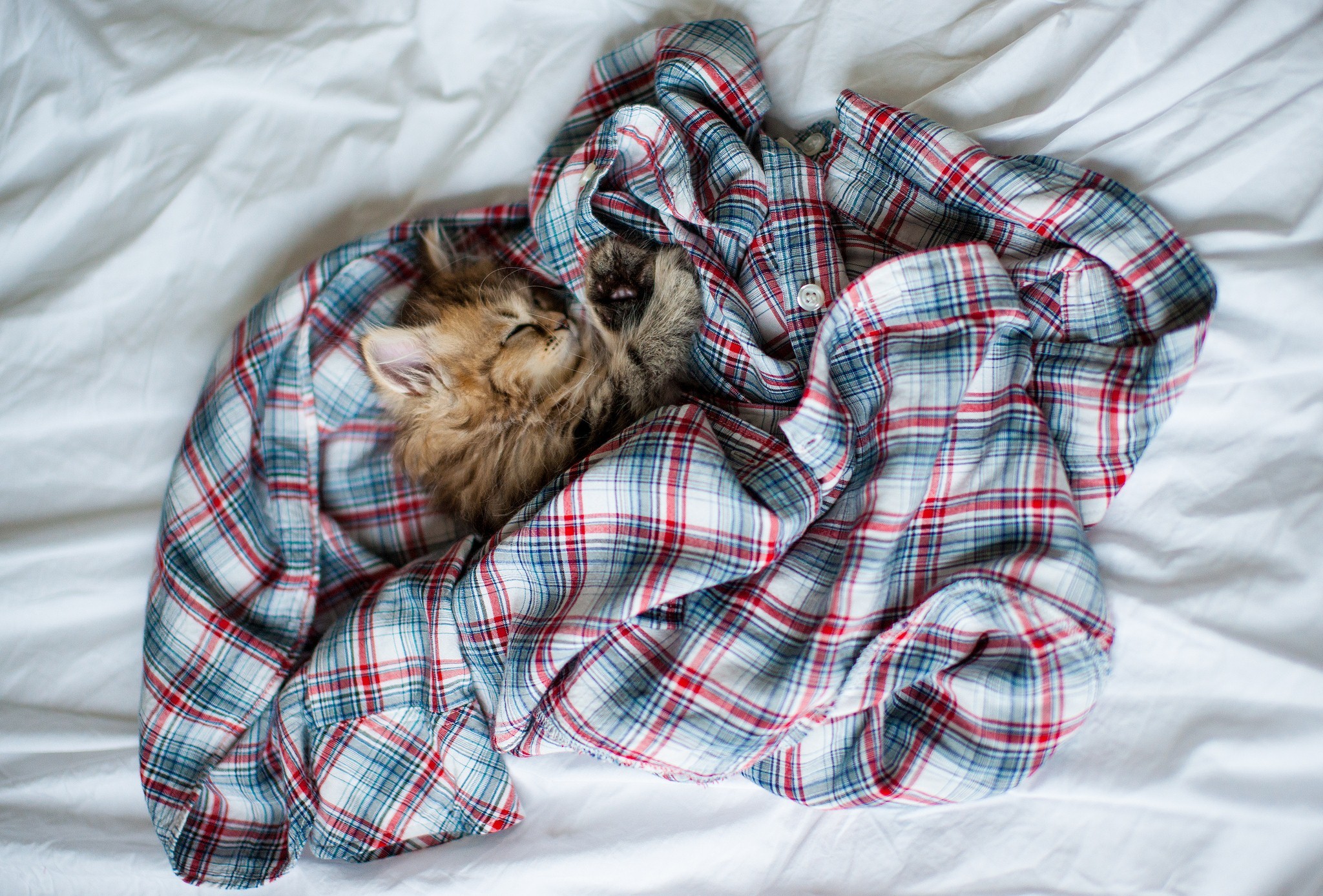 Обои кот, кошка, котенок, пушистый, кровать, рубашка, ben torode, дейзи, cat, kitty, fluffy, bed, shirt, daisy разрешение 2048x1387 Загрузить