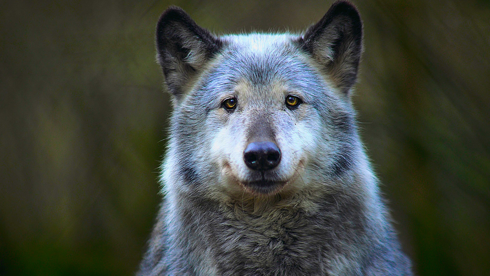 Обои морда, хищник, животное, волк, face, predator, animal, wolf разрешение 1920x1080 Загрузить