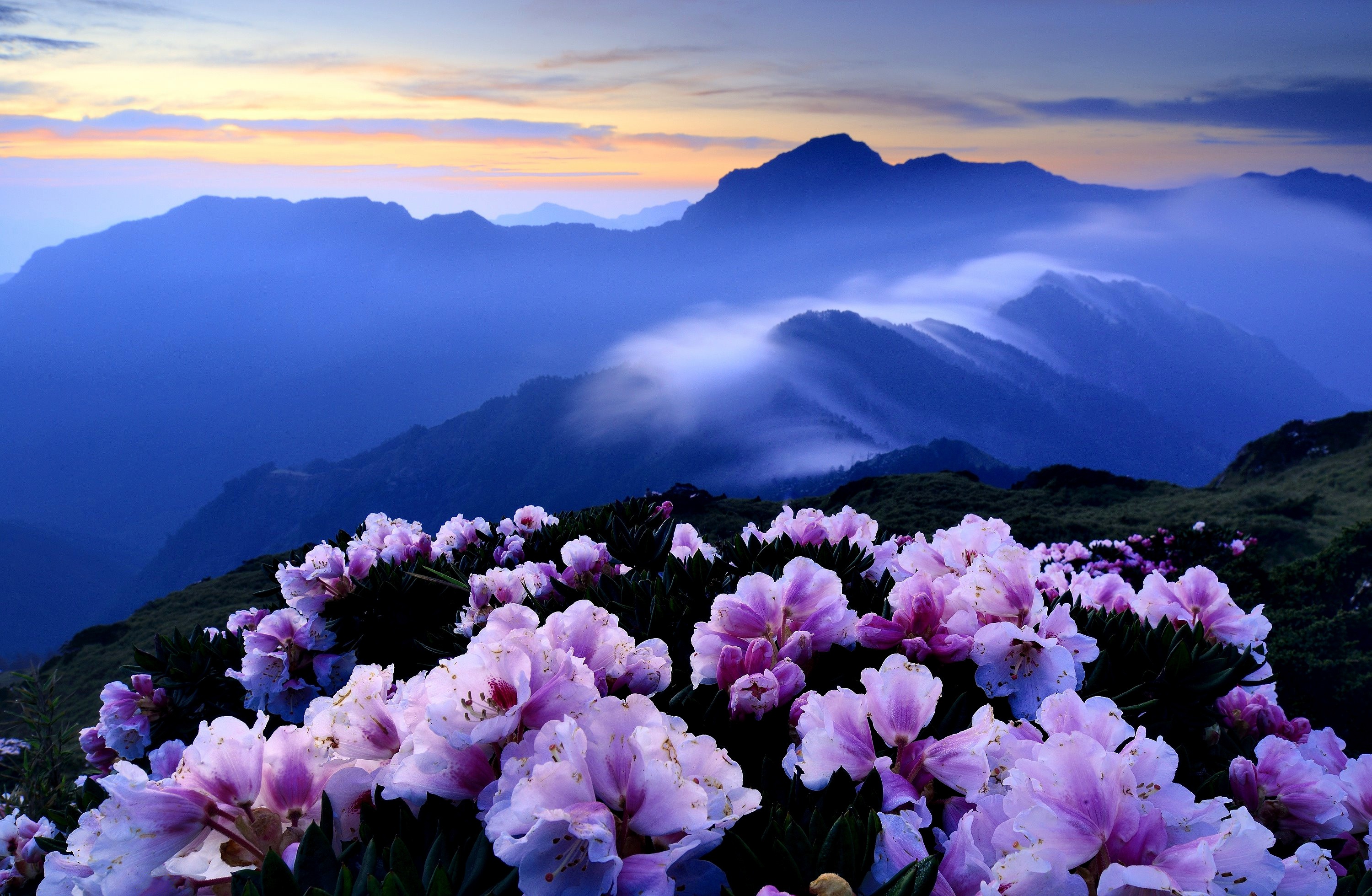 Обои цветы, рододендроны, горы, холмы, туман, кусты, розовые, синева, азалия, flowers, rhododendrons, mountains, hills, fog, the bushes, pink, blue, azalea разрешение 3000x1959 Загрузить