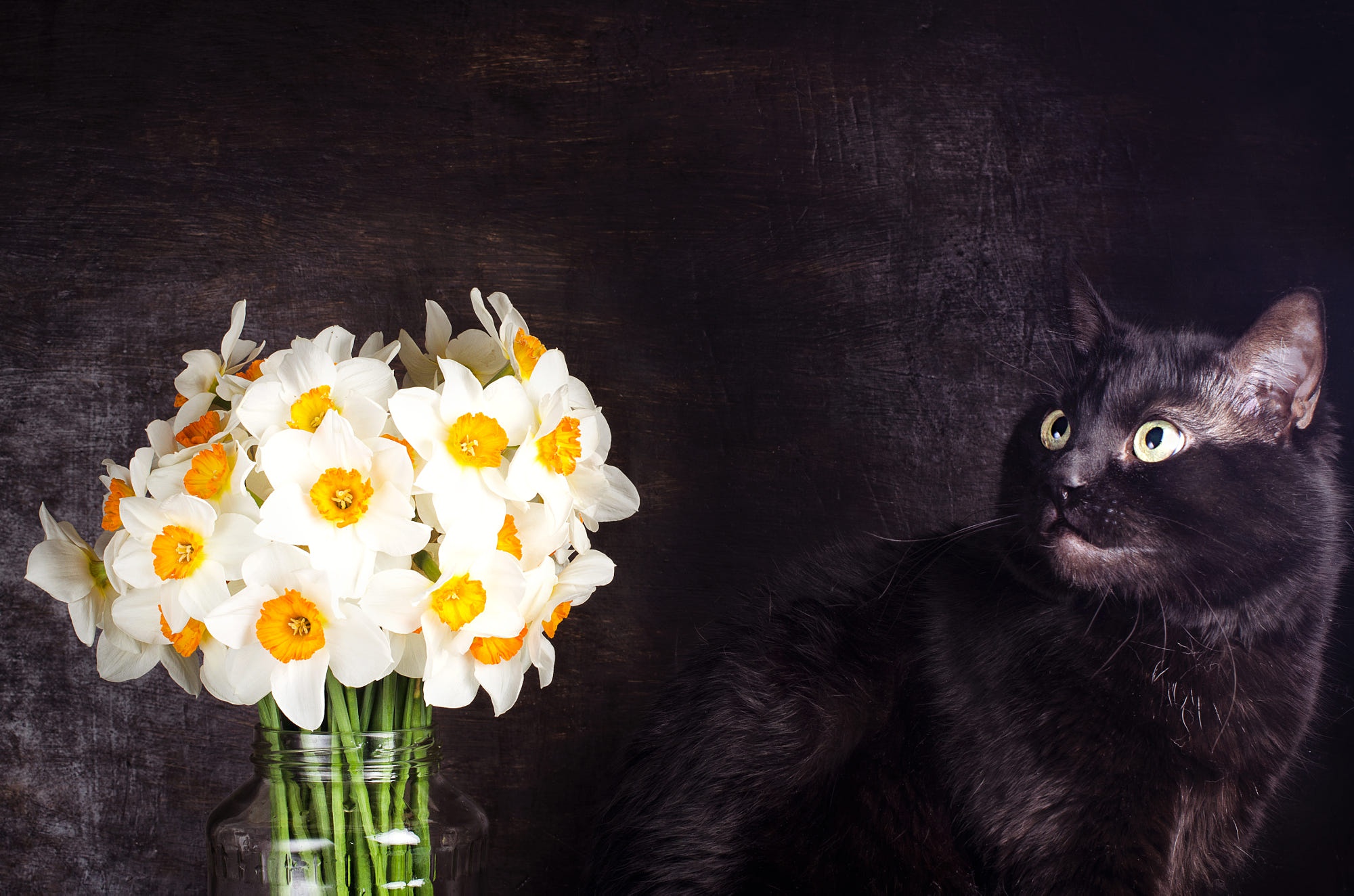 Обои цветы, нарциссы, поза, фотостудия, кот, мордочка, кошка, взгляд, черный, темный фон, букет, bouquet, flowers, daffodils, pose, studio, cat, muzzle, look, black, the dark background разрешение 2000x1324 Загрузить