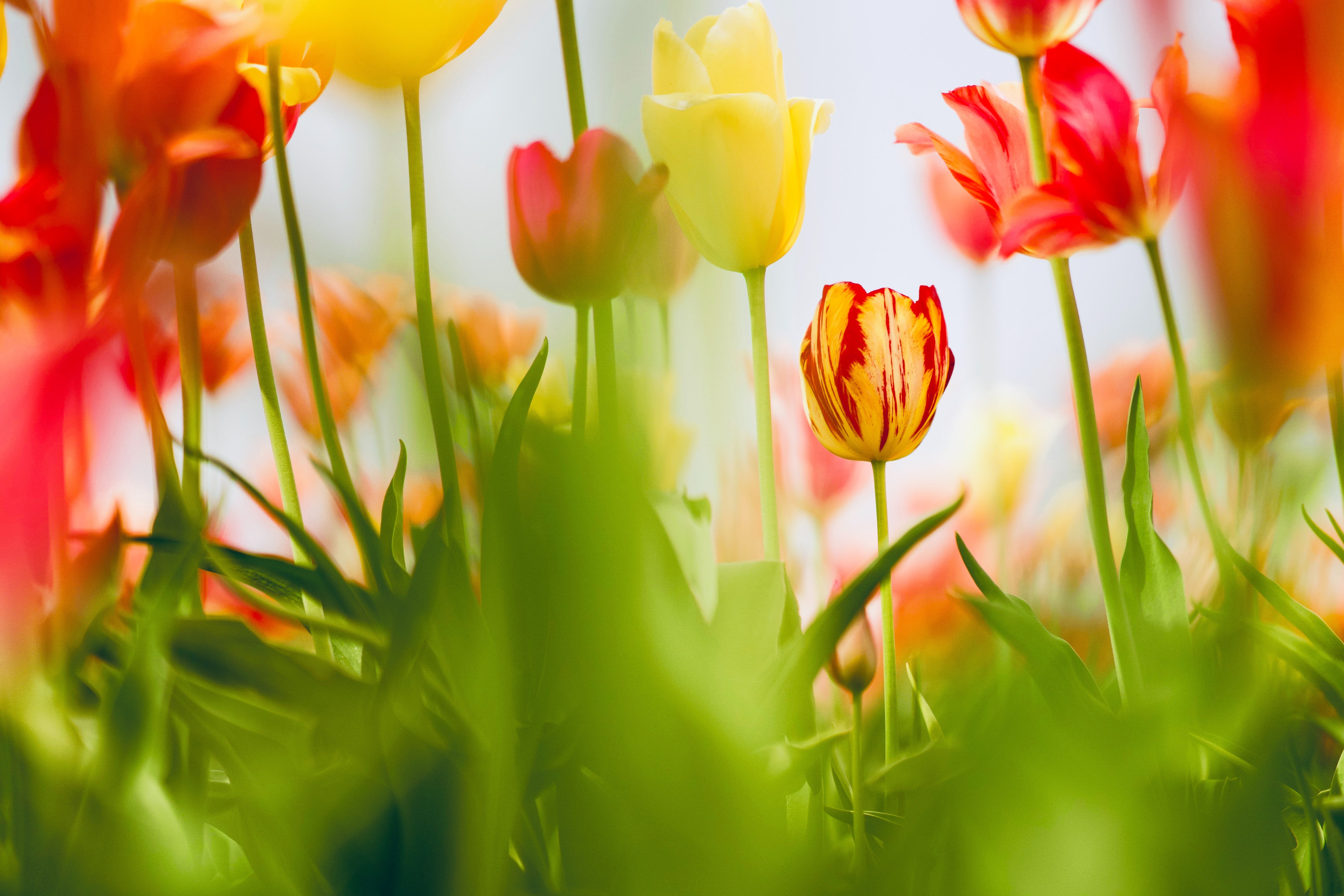 Обои цветы, листья, красные, весна, тюльпаны, желтые, клумба, боке, flowers, leaves, red, spring, tulips, yellow, flowerbed, bokeh разрешение 6000x4000 Загрузить
