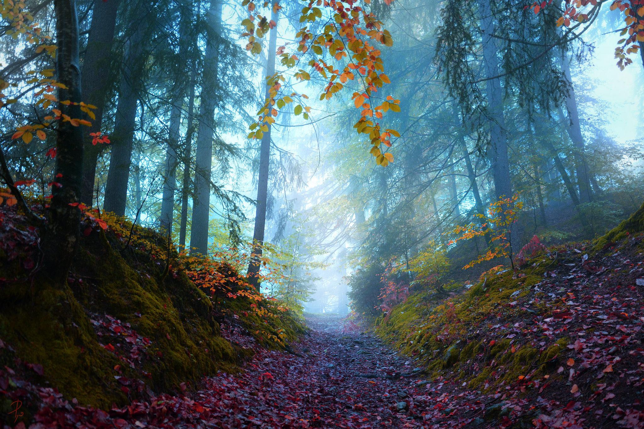 Обои деревья, природа, лес, туман, осень, тропинка, trees, nature, forest, fog, autumn, path разрешение 2048x1365 Загрузить