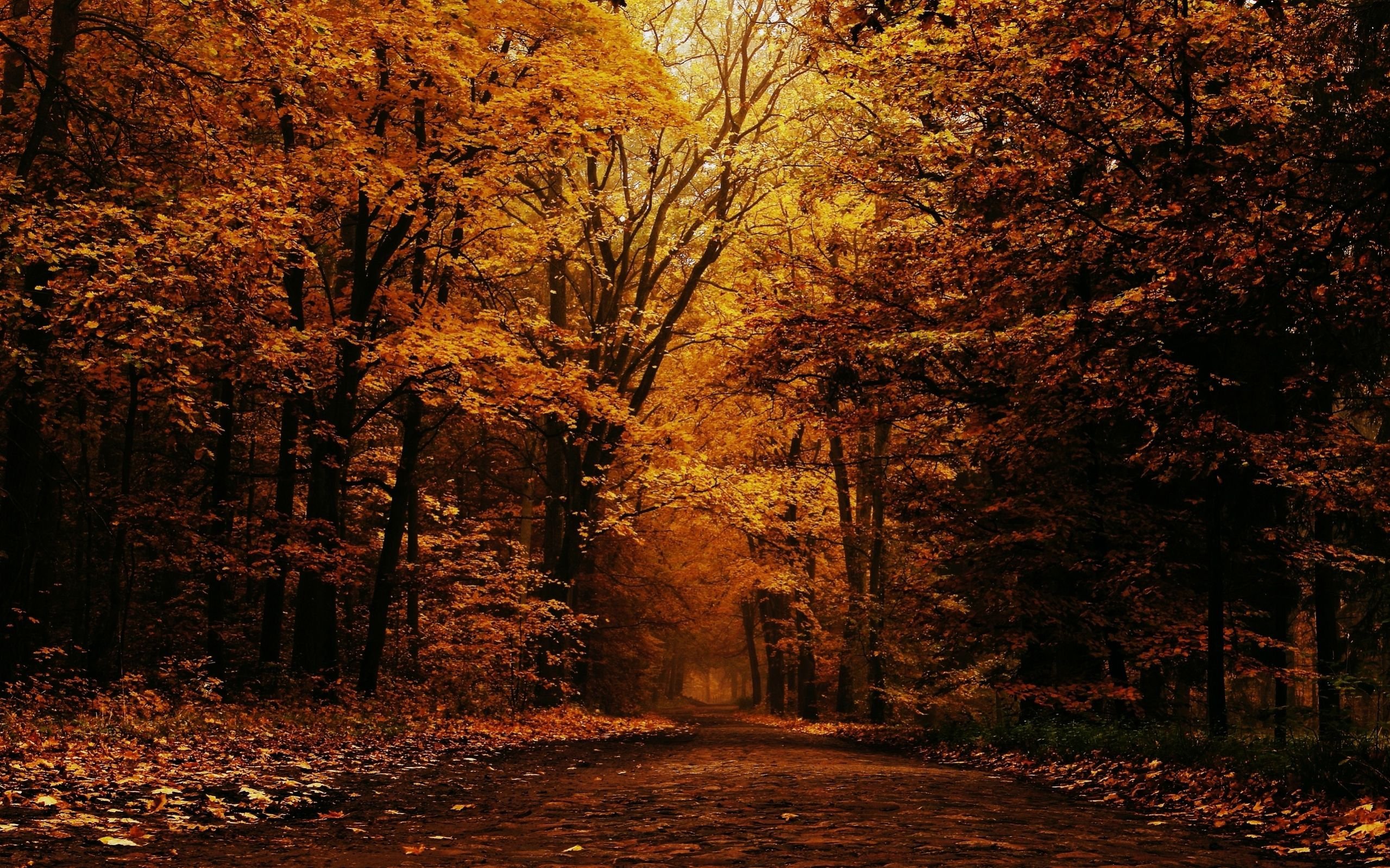 Обои дорога, деревья, природа, лес, листья, осень, road, trees, nature, forest, leaves, autumn разрешение 2559x1599 Загрузить