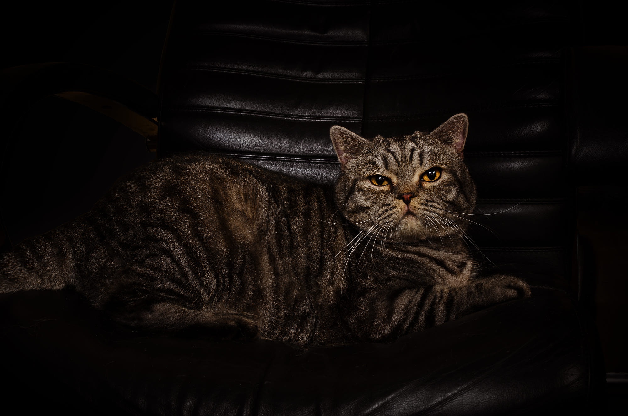 Обои поза, фотостудия, кот, мордочка, кошка, взгляд, лежит, темный фон, кресло, шотландский, scottish, pose, studio, cat, muzzle, look, lies, the dark background, chair разрешение 2000x1325 Загрузить