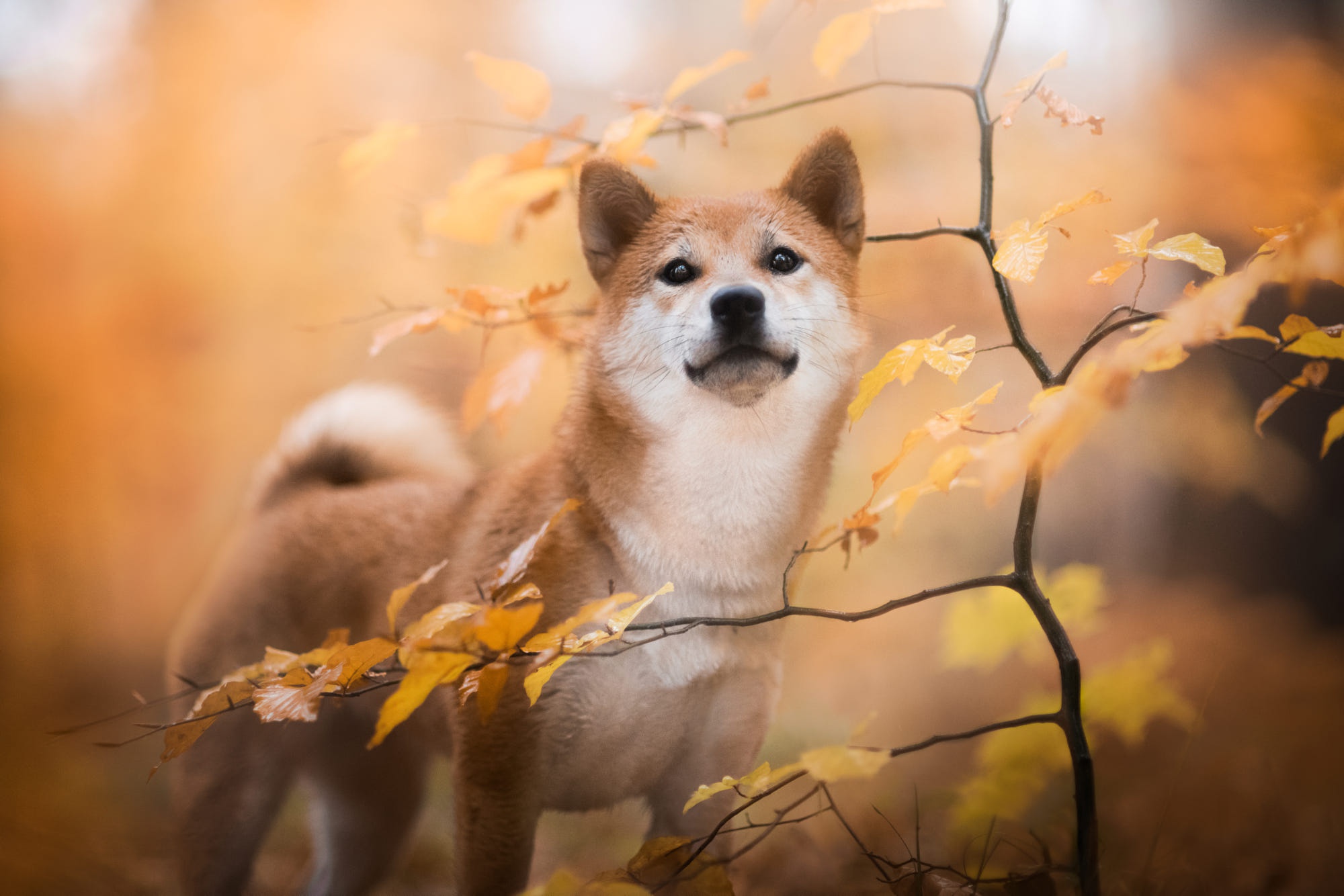 Обои природа, листья, ветки, осень, собака, сиба-ину, nature, leaves, branches, autumn, dog, shiba inu разрешение 2000x1334 Загрузить