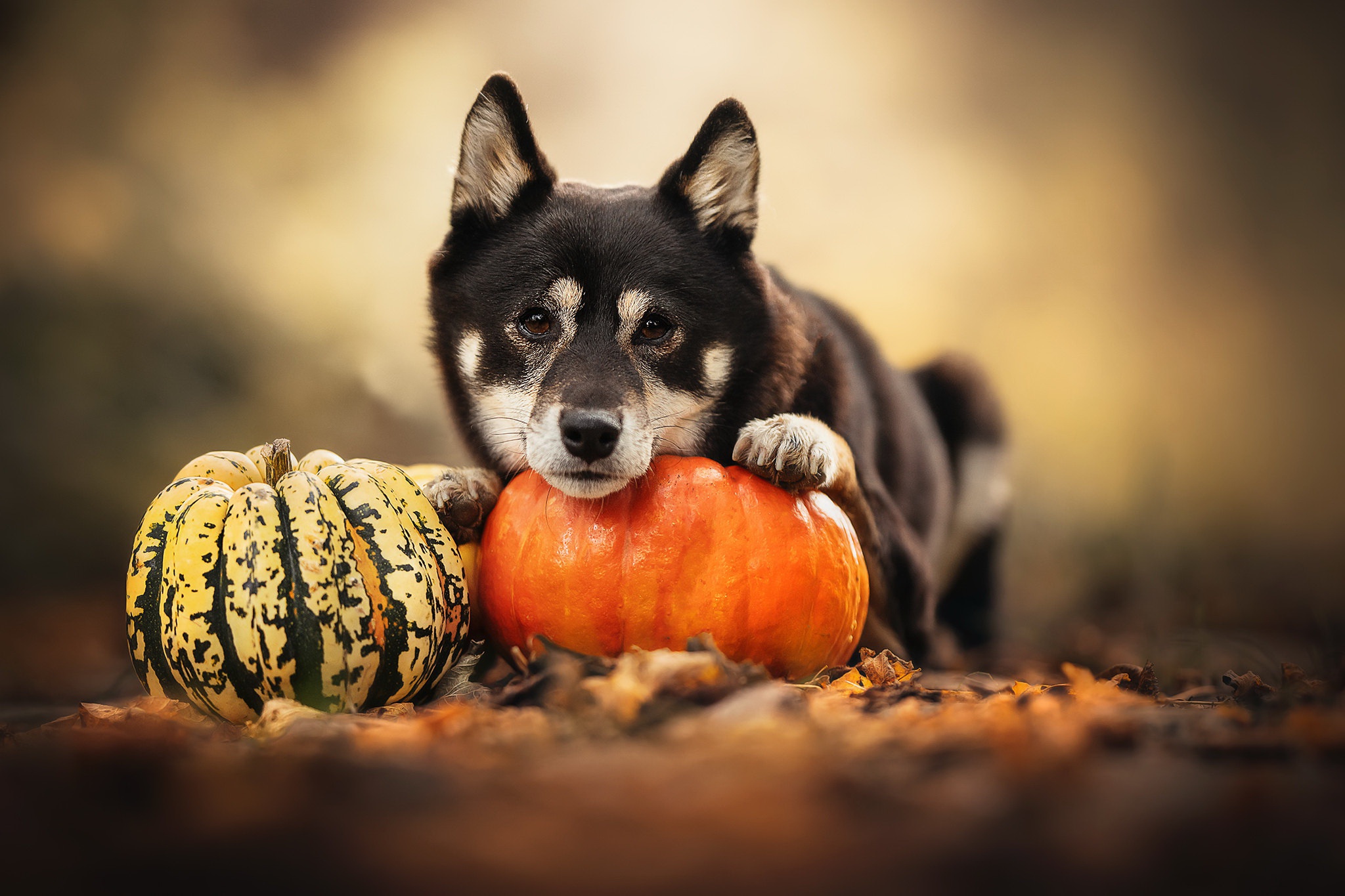Обои природа, собака, тыква, nature, dog, pumpkin разрешение 2048x1365 Загрузить