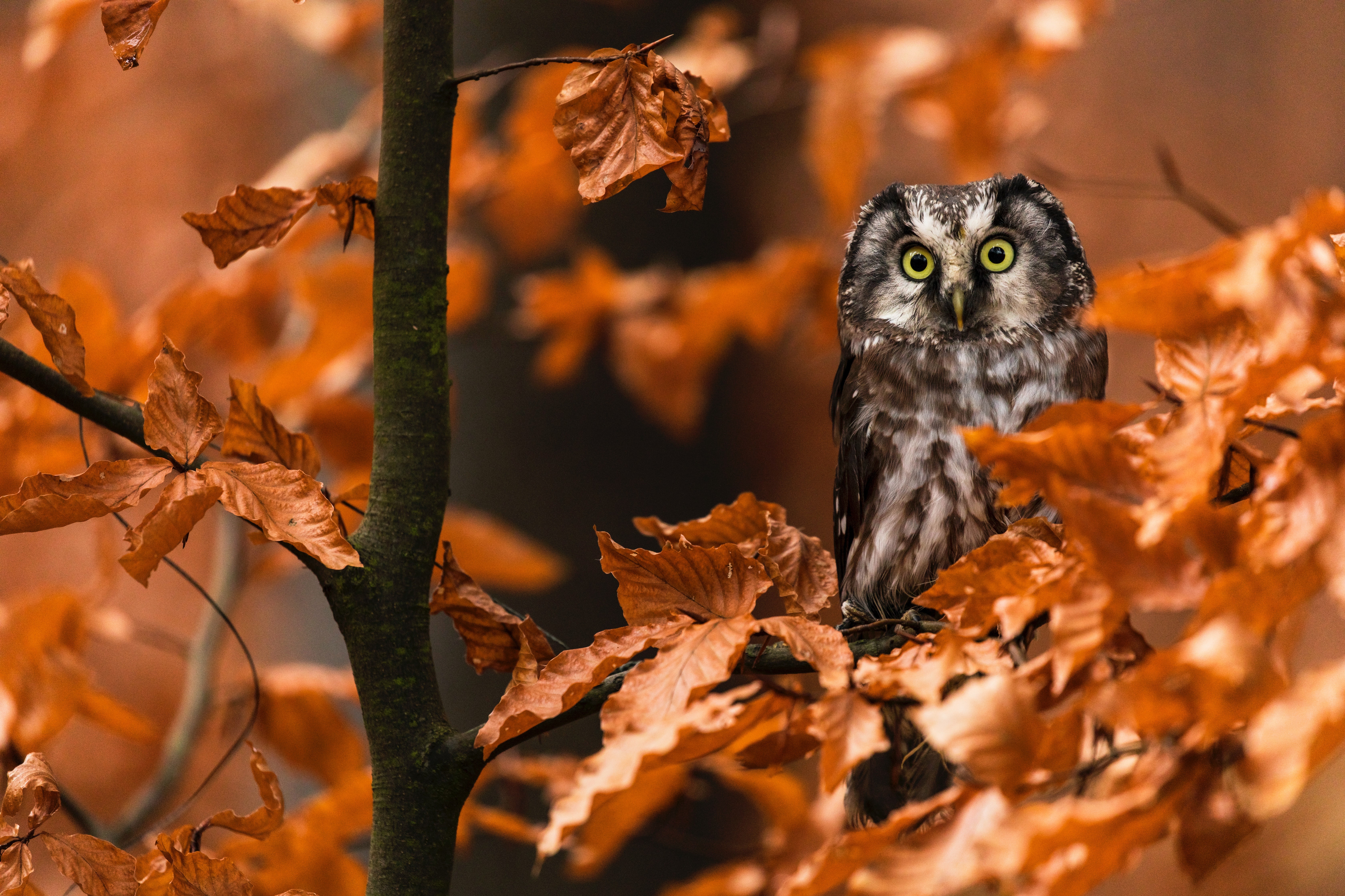 Обои сова, листья, ветки, осень, птица, сыч, owl, leaves, branches, autumn, bird разрешение 6720x4480 Загрузить