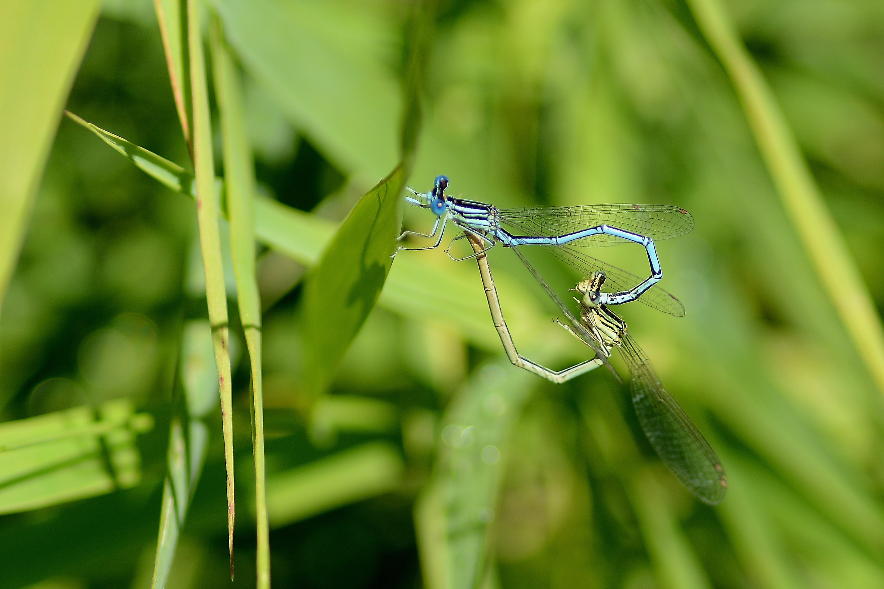 Обои трава, лето, стрекозы, grass, summer, dragonflies разрешение 2933x1955 Загрузить