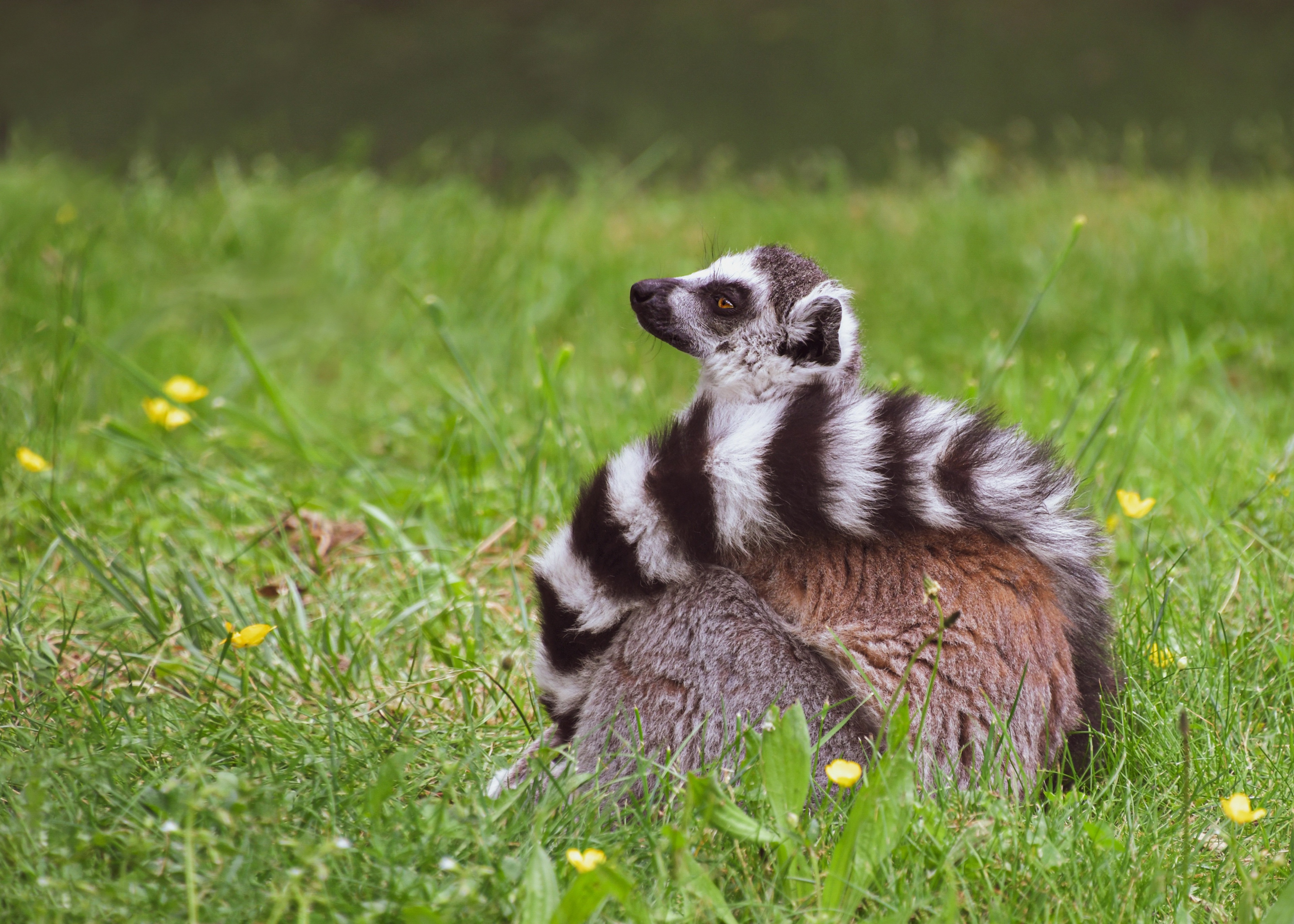 Обои трава, поза, сидит, хвост, лемур, grass, pose, sitting, tail, lemur разрешение 3840x2742 Загрузить
