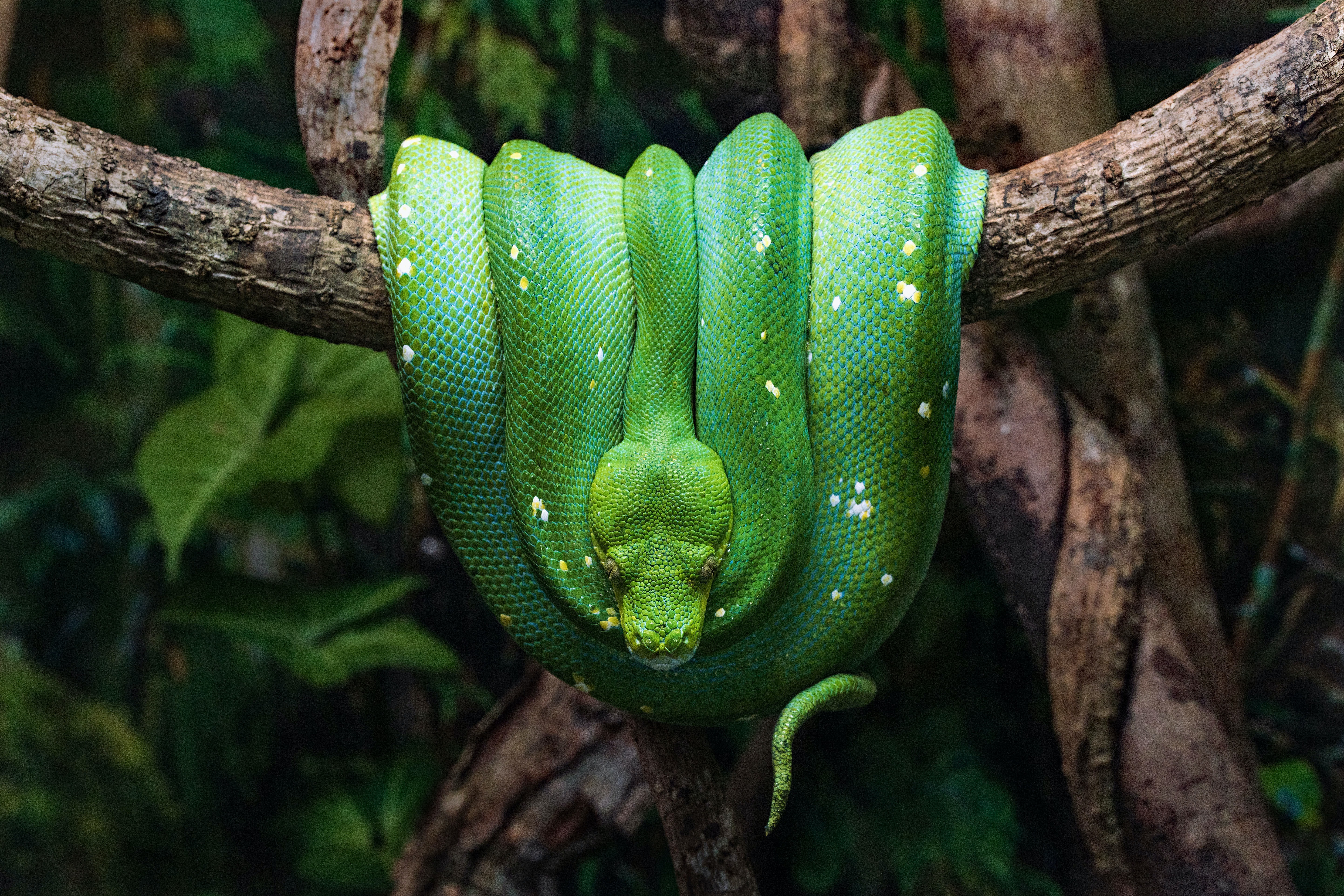 Обои зелёный, змея, темный фон, питон, рептилия, green, snake, the dark background, python, reptile разрешение 5773x3848 Загрузить