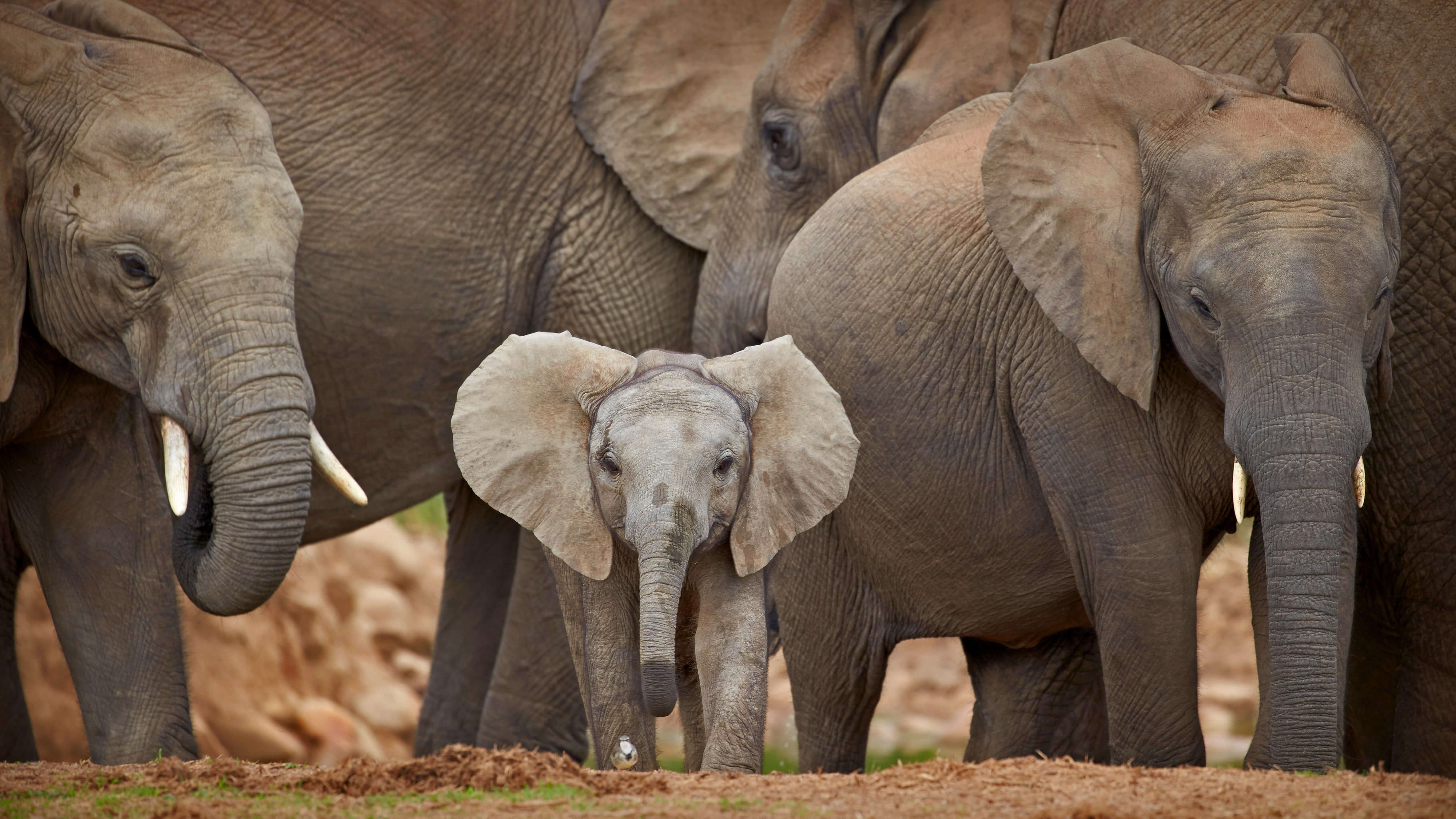 Обои африка, юар, слоны, стадо, слоненок, africa, south africa, elephants, the herd, elephant разрешение 5093x2865 Загрузить
