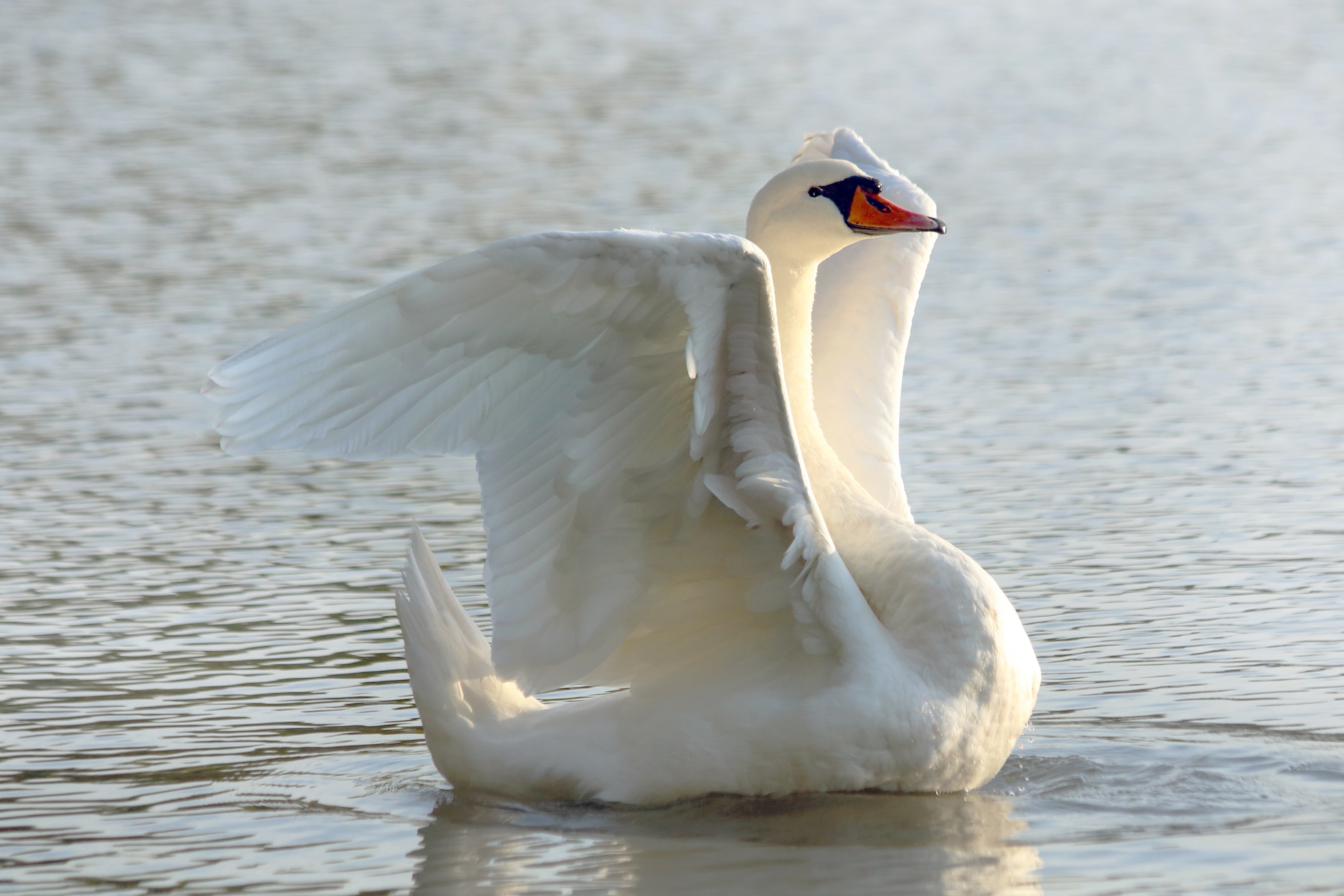 Обои белый, водоем, птица, лебедь, white, pond, bird, swan разрешение 3840x2560 Загрузить