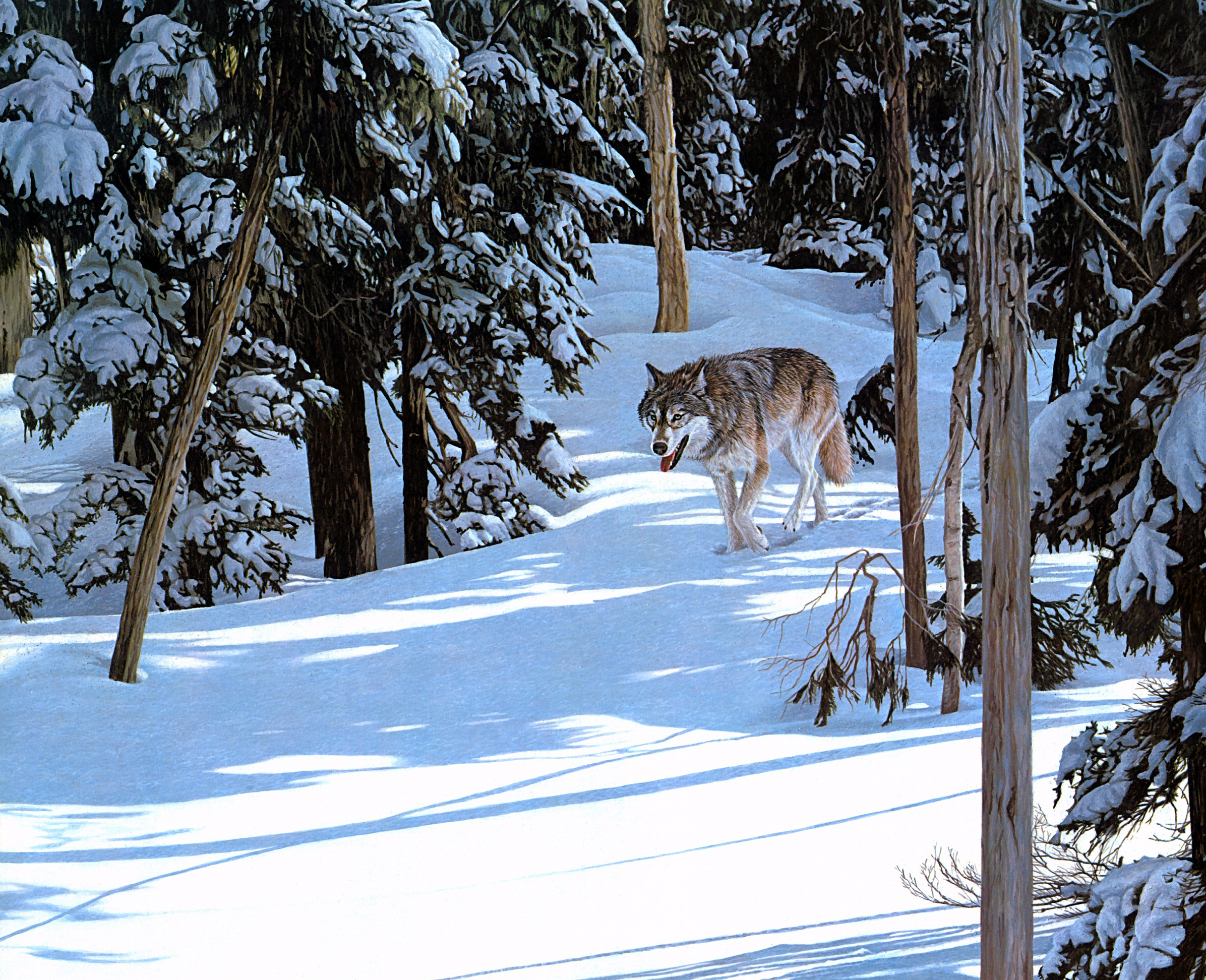 Обои лес, зима, волк, крадётся, forest, winter, wolf, sneaks разрешение 2392x1944 Загрузить