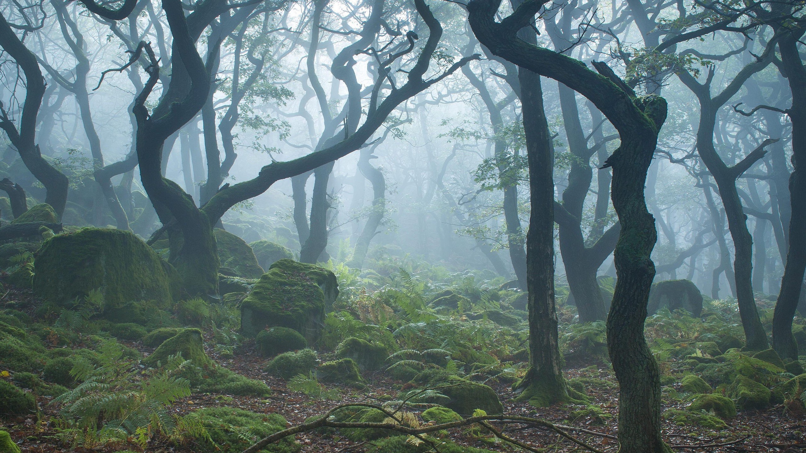 Обои природа, камни, лес, туман, ветки, мох, nature, stones, forest, fog, branches, moss разрешение 2560x1440 Загрузить