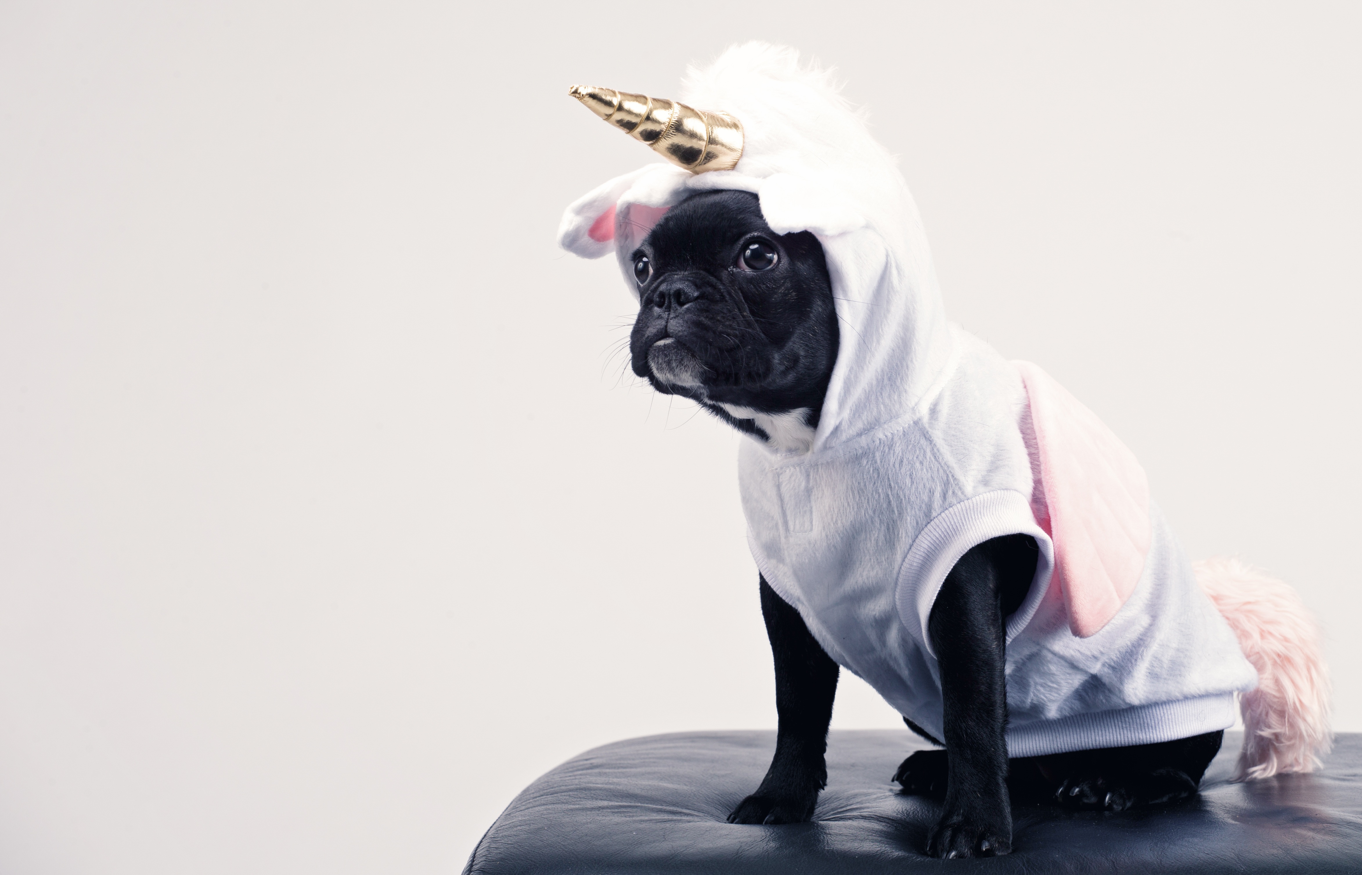 Обои собака, образ, костюм, черная, одежда, единорог, мопс, рог, dog, image, costume, black, clothing, unicorn, pug, horn разрешение 4692x3016 Загрузить