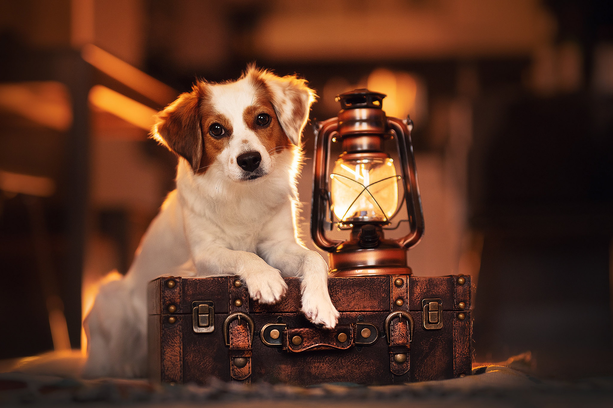 Обои взгляд, лампа, собака, фонарь, чемодан, look, lamp, dog, lantern, suitcase разрешение 2048x1365 Загрузить