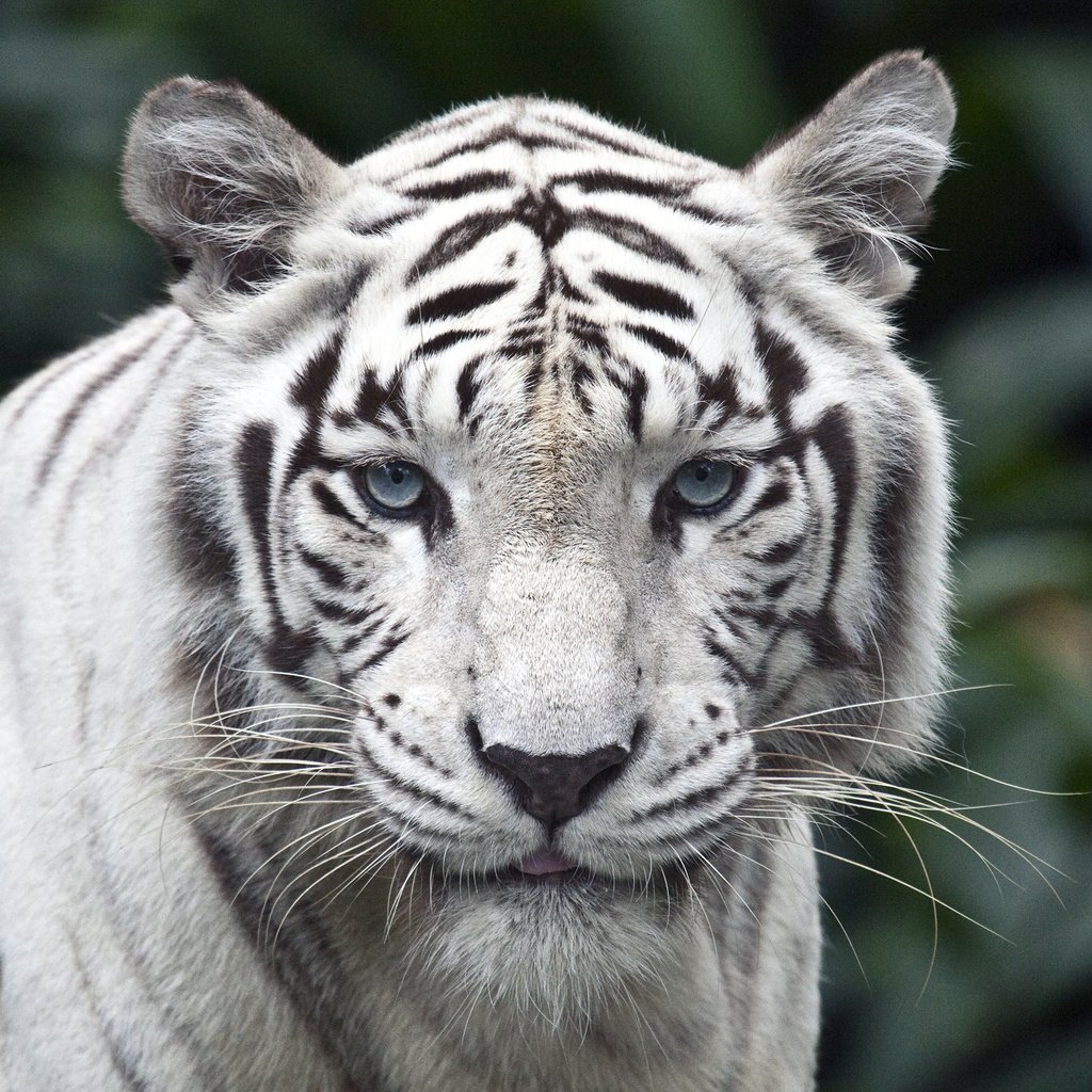 Обои тигр, взгляд, белый, хищник, большая кошка, белый тигр, tiger, look, white, predator, big cat, white tiger разрешение 2560x1600 Загрузить