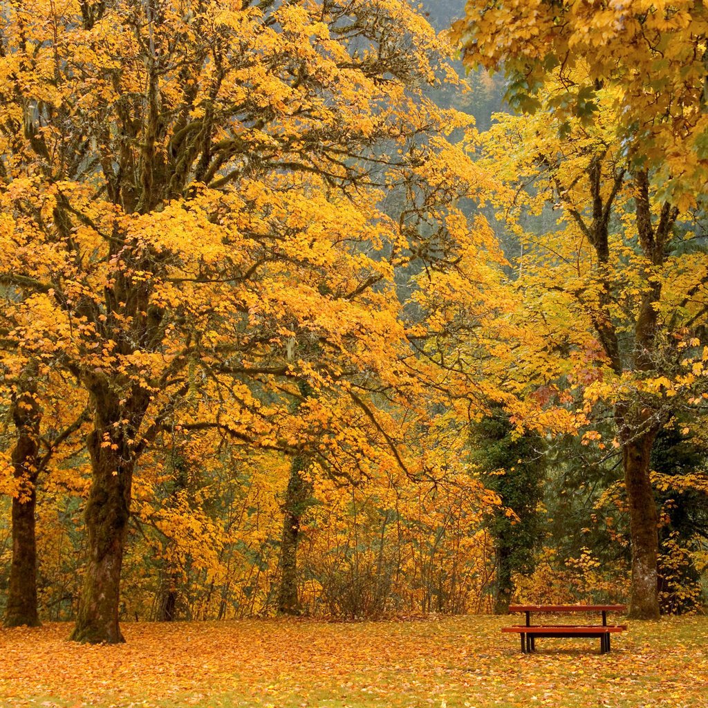 Обои листья, осень, скамейка, leaves, autumn, bench разрешение 2000x1333 Загрузить