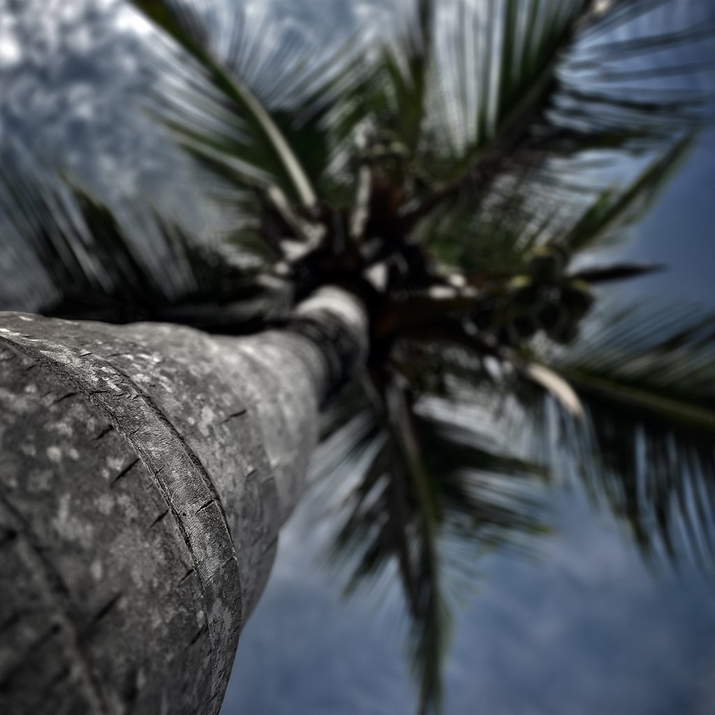 Обои небо, вид, пальма, вид снизу, ствол дерева, the sky, view, palma, bottom view, the trunk of the tree разрешение 1920x1200 Загрузить