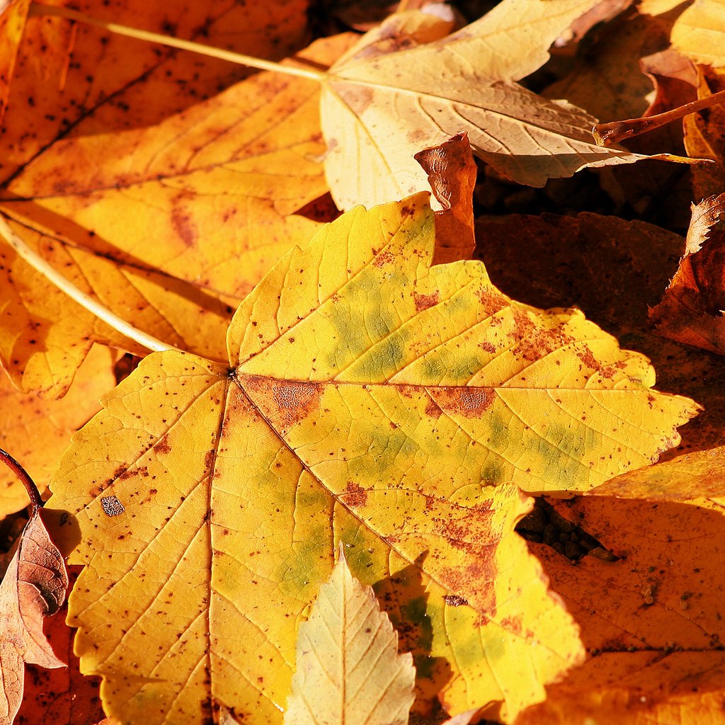Обои природа, обои, макро фото, осень, лист, nature, wallpaper, macro photo, autumn, sheet разрешение 2560x1600 Загрузить