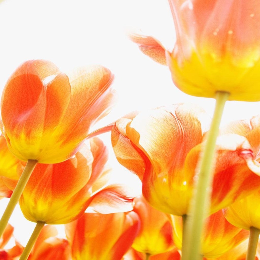 Обои цветы, ярко, тюльпаны, красиво, оранжевые, куча, flowers, bright, tulips, beautiful, orange, a bunch разрешение 1920x1080 Загрузить